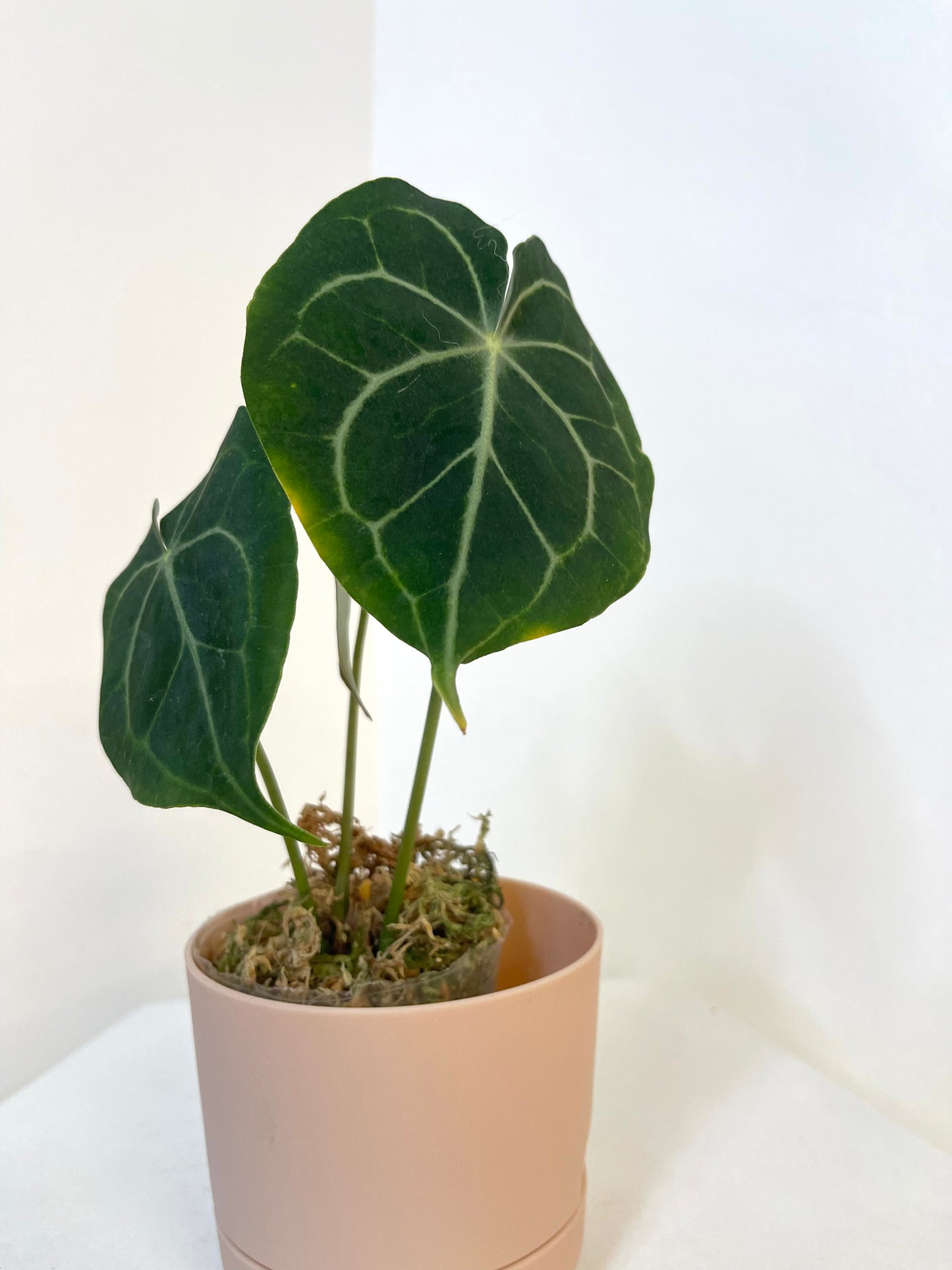 4" Anthurium Clarinervium