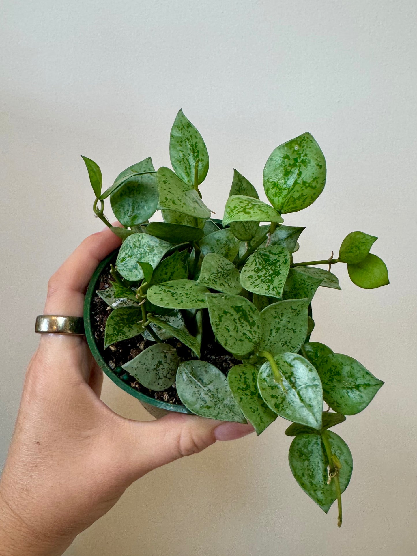4" Hoya Krohniana Silver