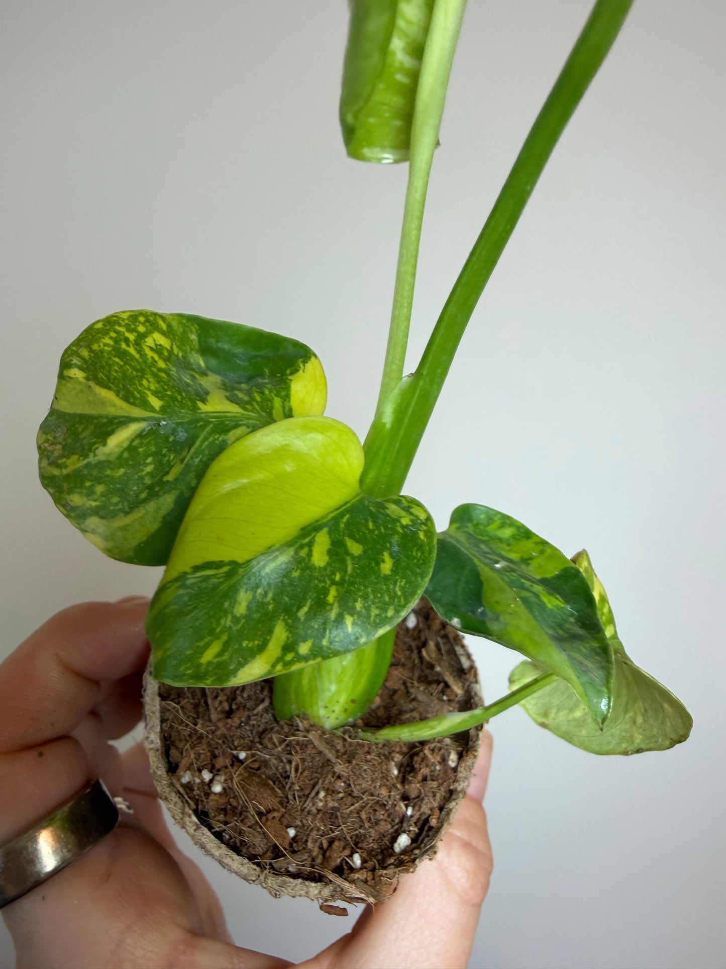 2” Monstera Electrolyte (Plug)
