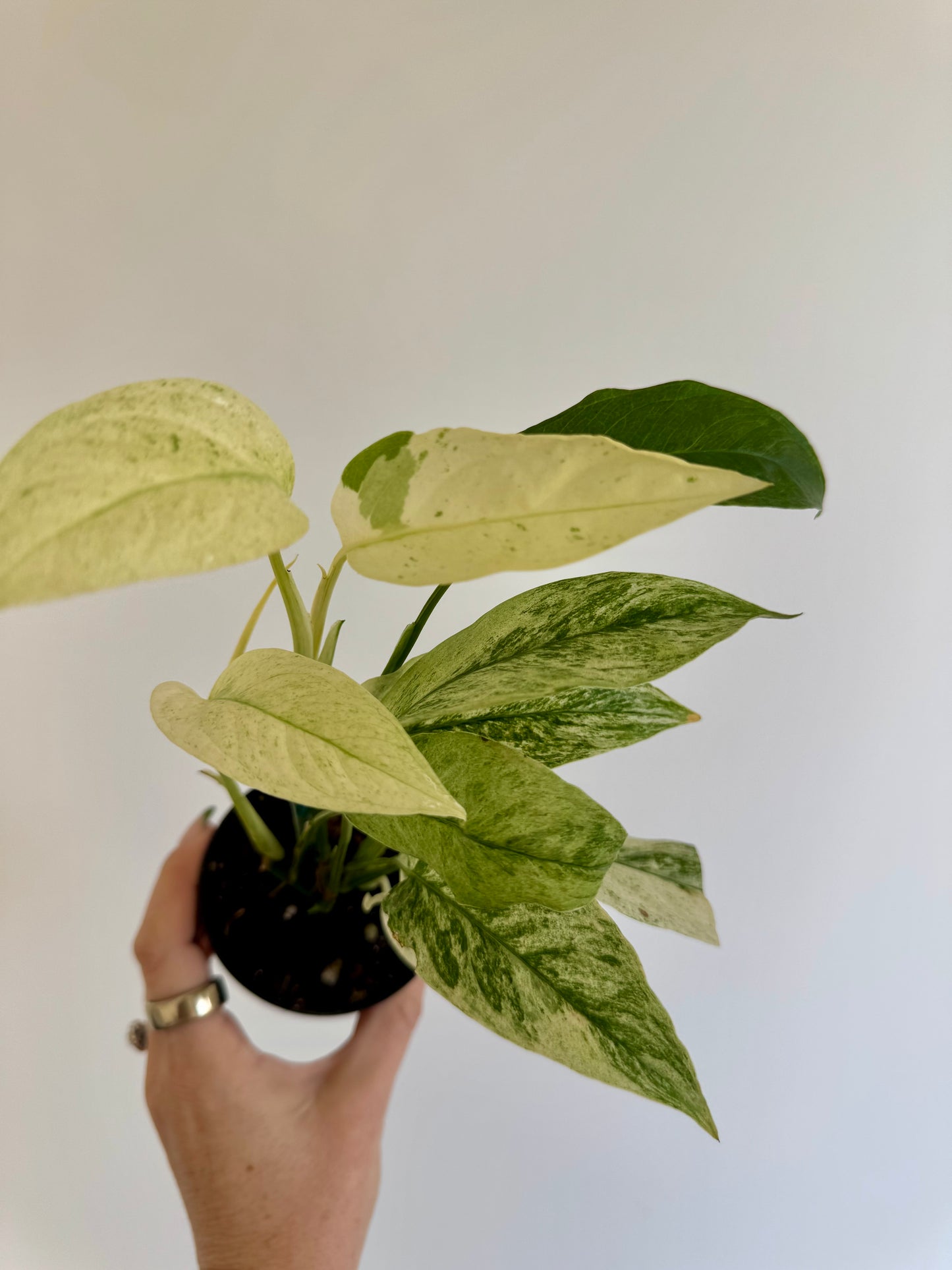 3" Monstera Laniata Variegated