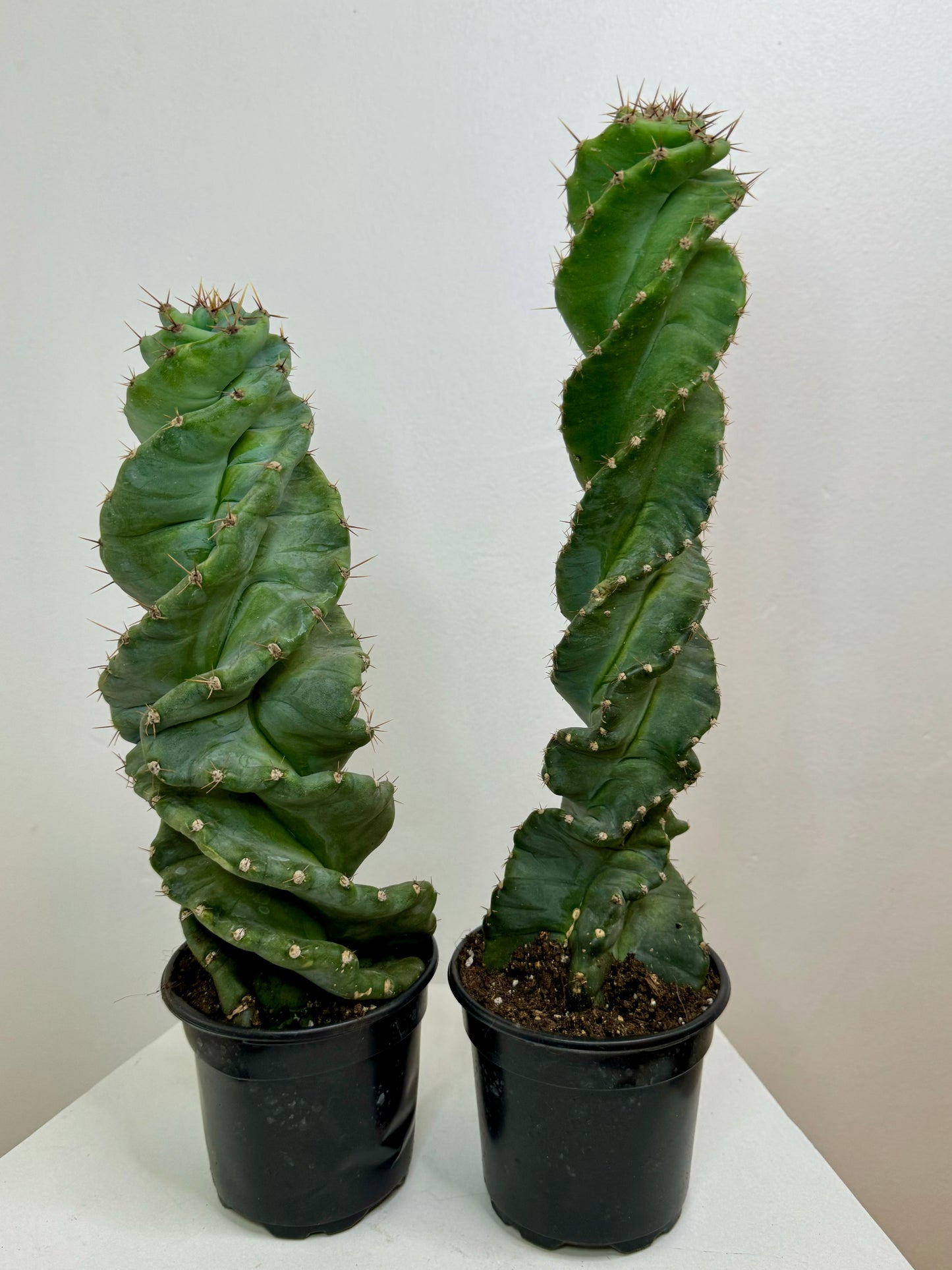 4” Spiral Cactus