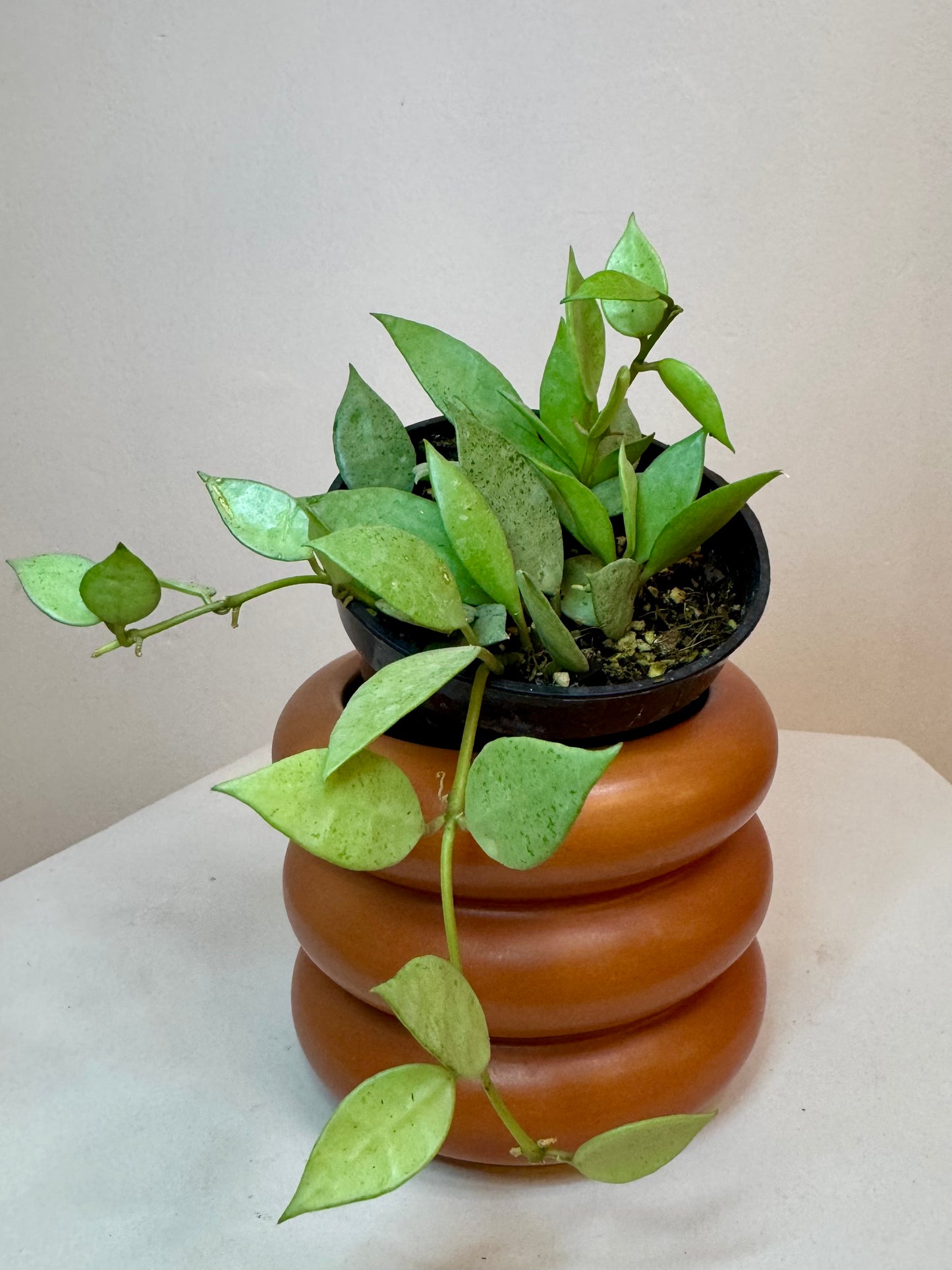 4” Hoya Lacunosa Mint