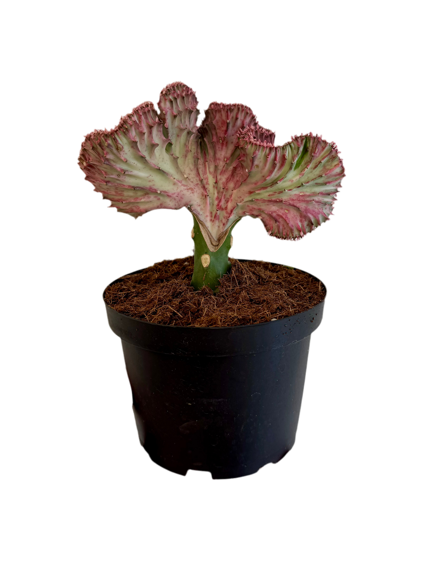 6" Euphorbia Lactea Pink 'Mermaid Tail Cactus'