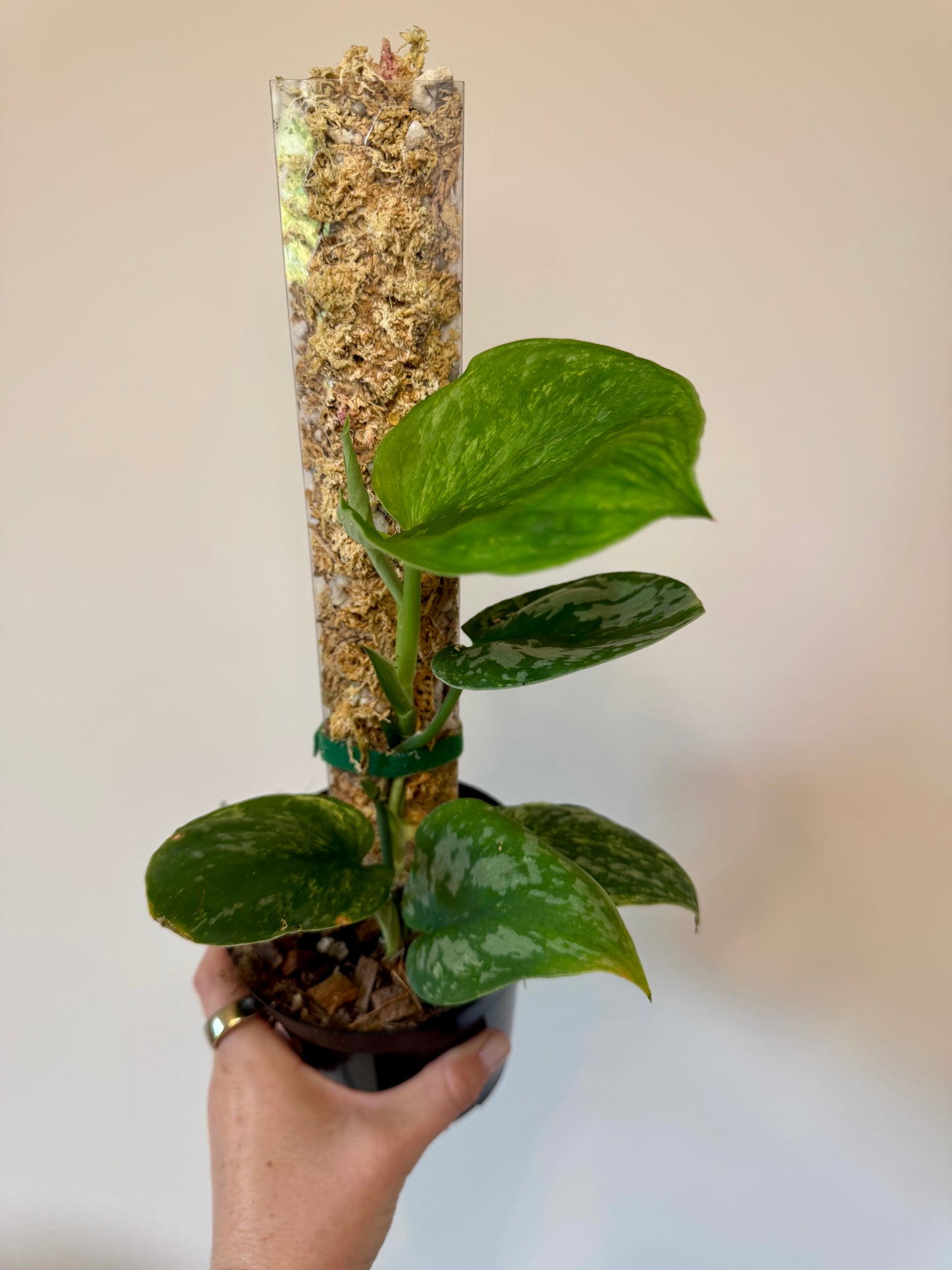 4" Scindapsus Jade Sparkling Lava