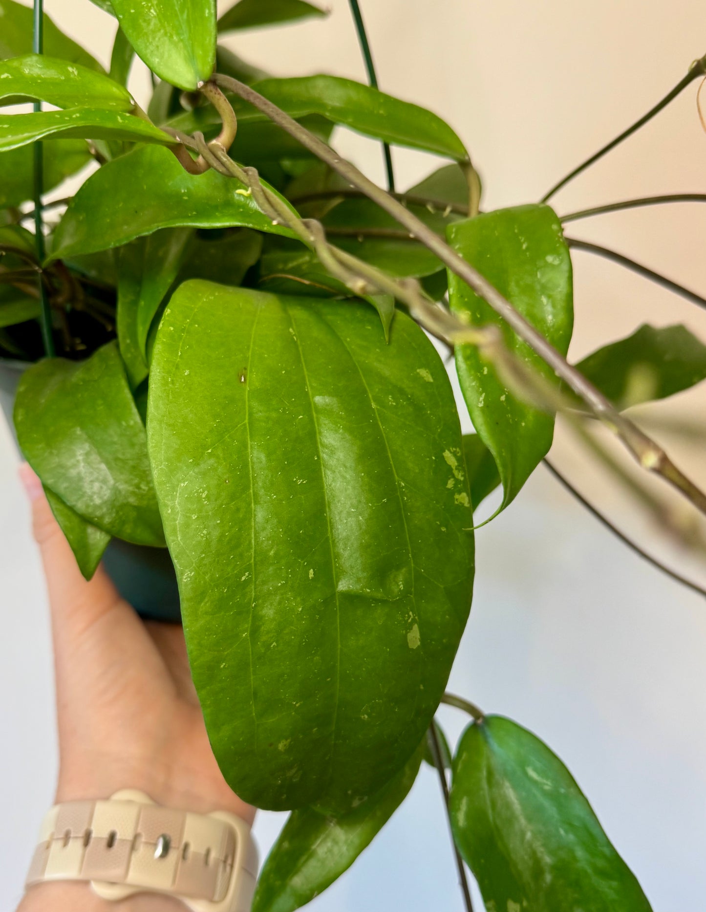 6” Hoya Rigida