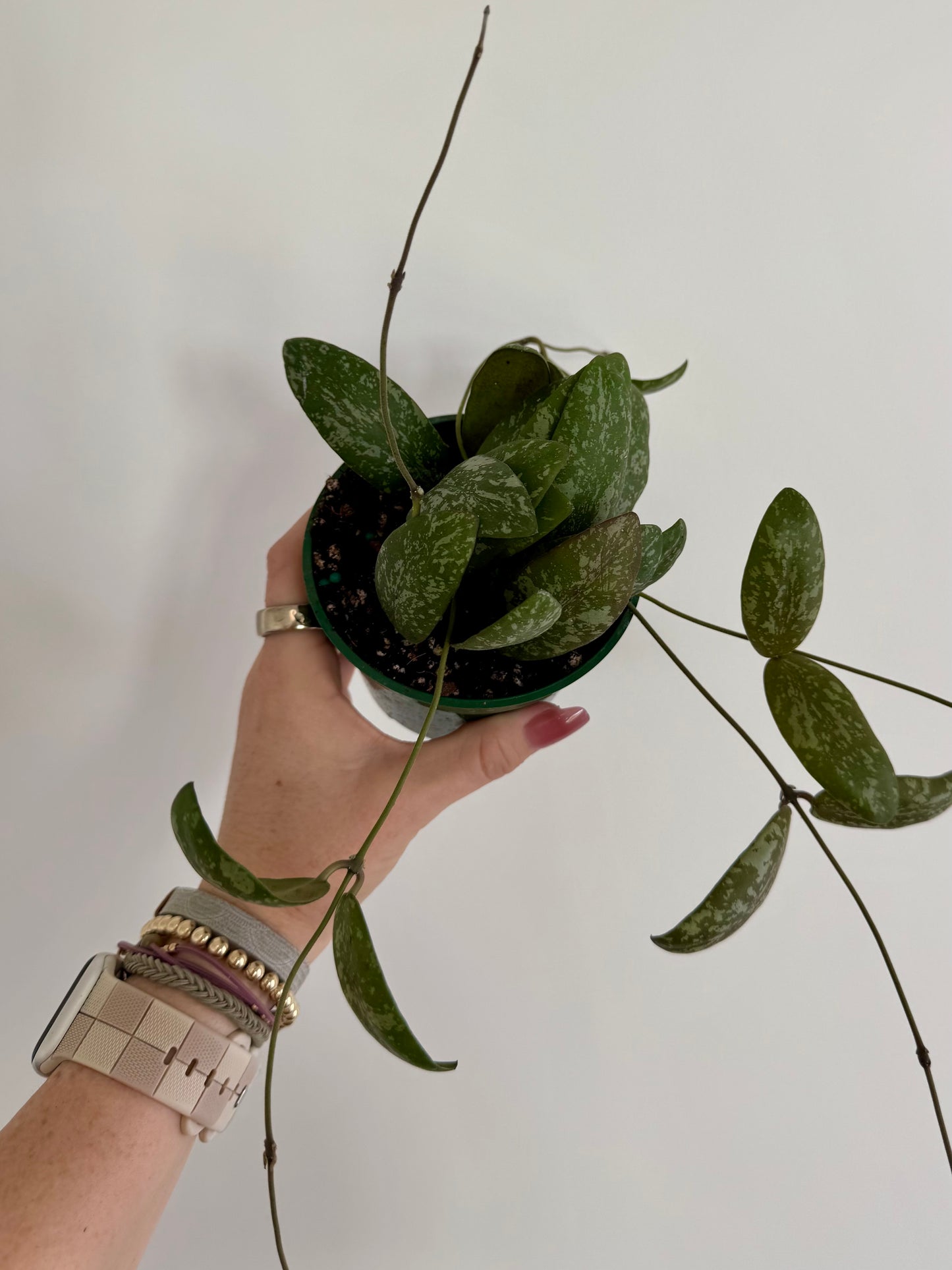 4” Hoya Sigillatis ʼRound Formʼ
