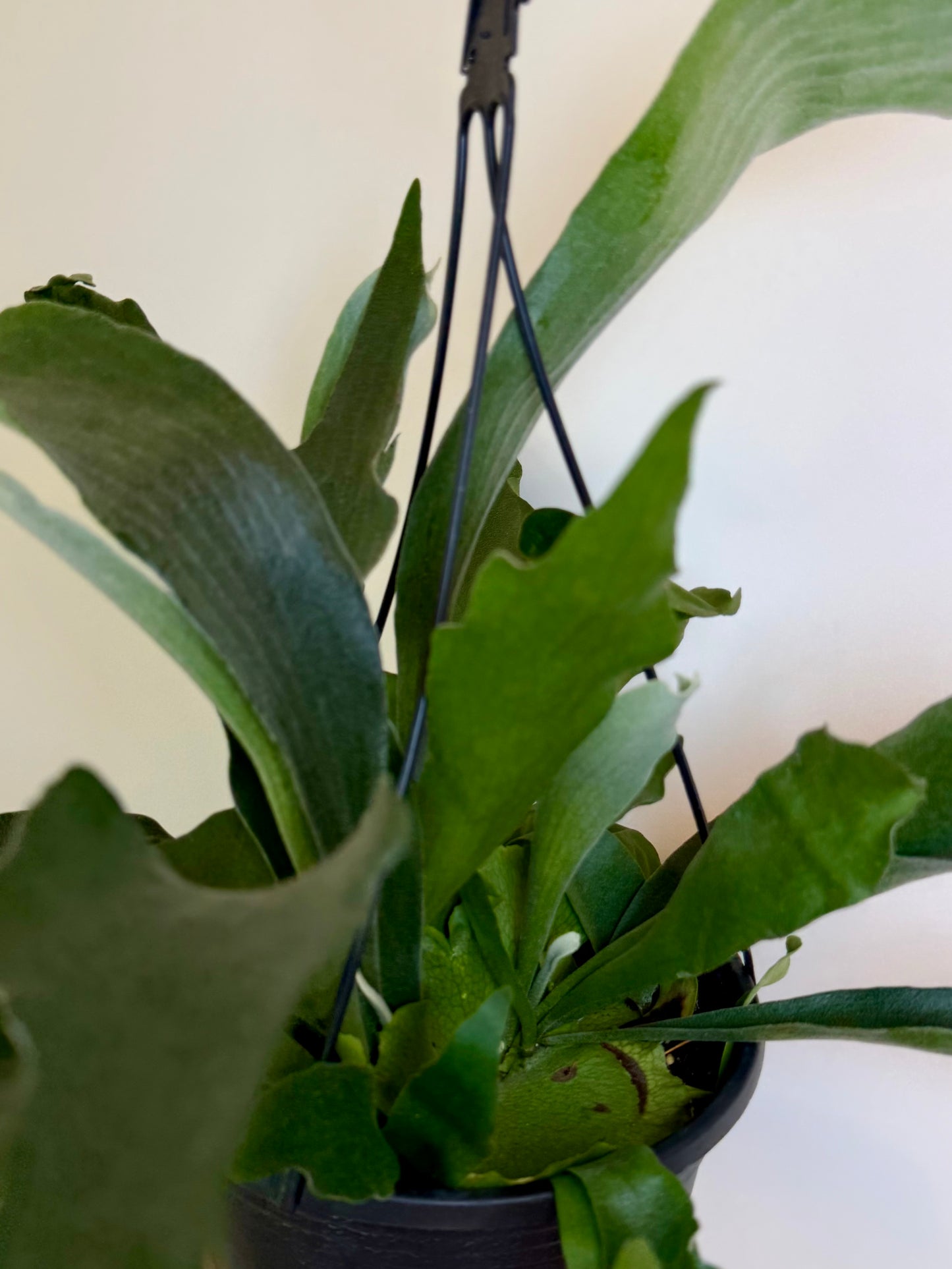 8” Staghorn Fern