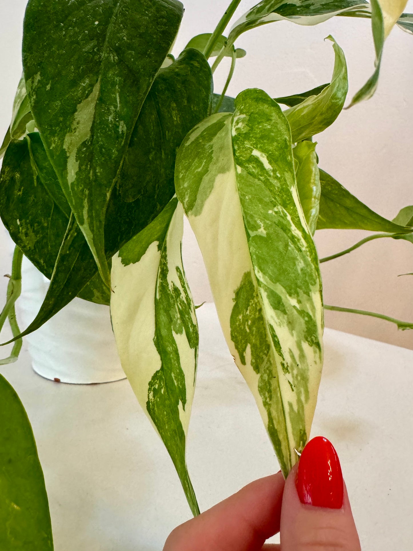 6" Epipremnum Pinnatum Albo-Variegated
