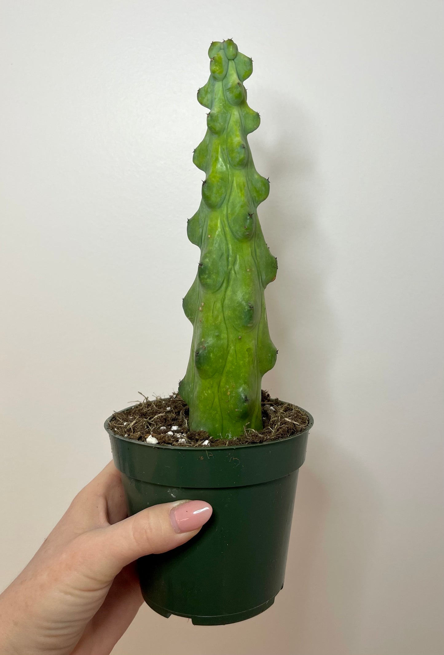 4" Boobie Cactus