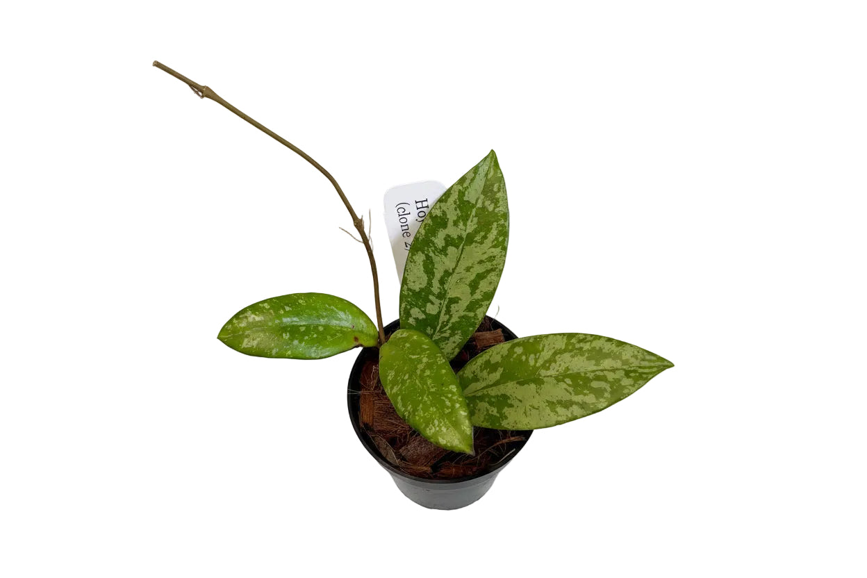 3" Hoya Crassipetiolata x Michele (Splash)