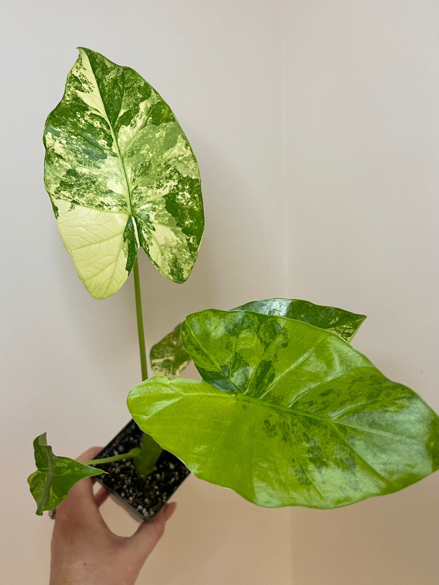 4” Alocasia Gageana Aurea Variegated
