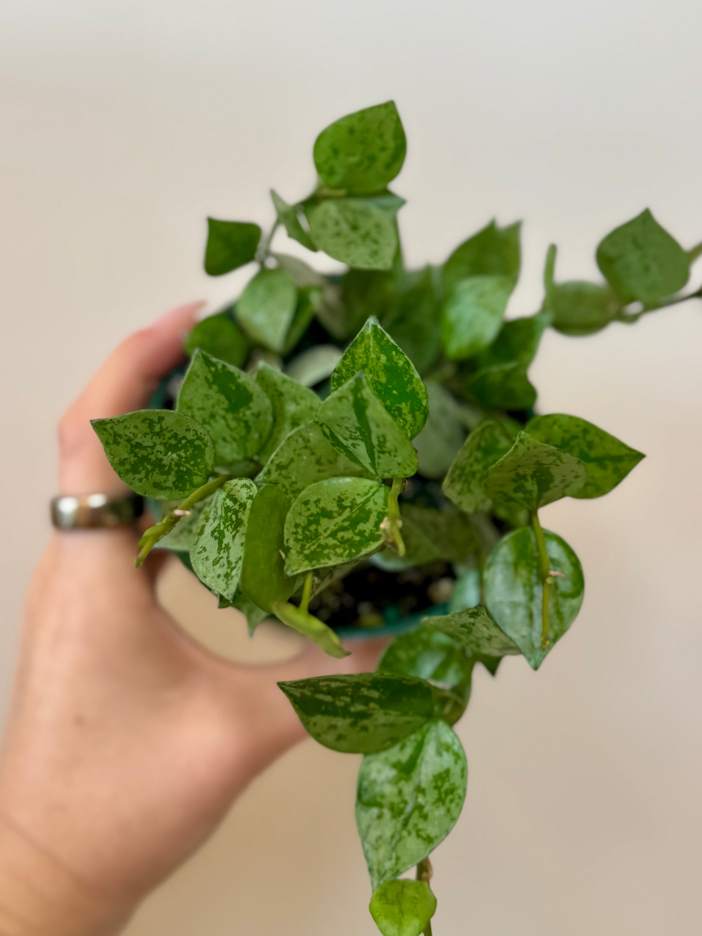 4" Hoya Krohniana Silver