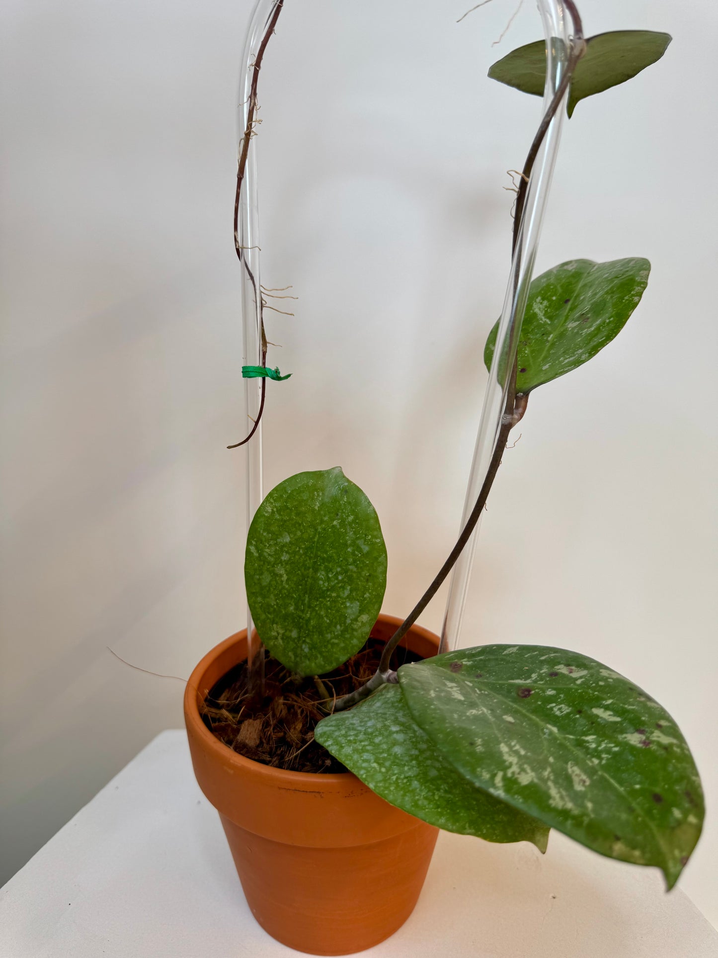 4" Hoya Michele on trellis