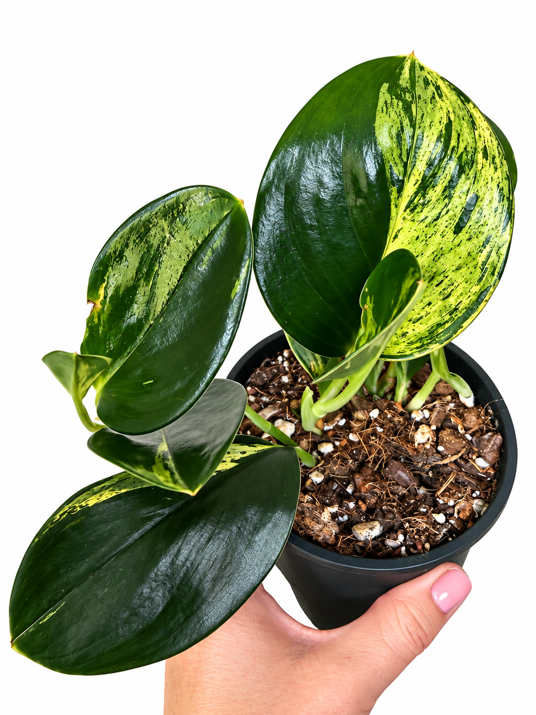 3" Scindapsus Treubii Moonlight Variegated (Dark Form)