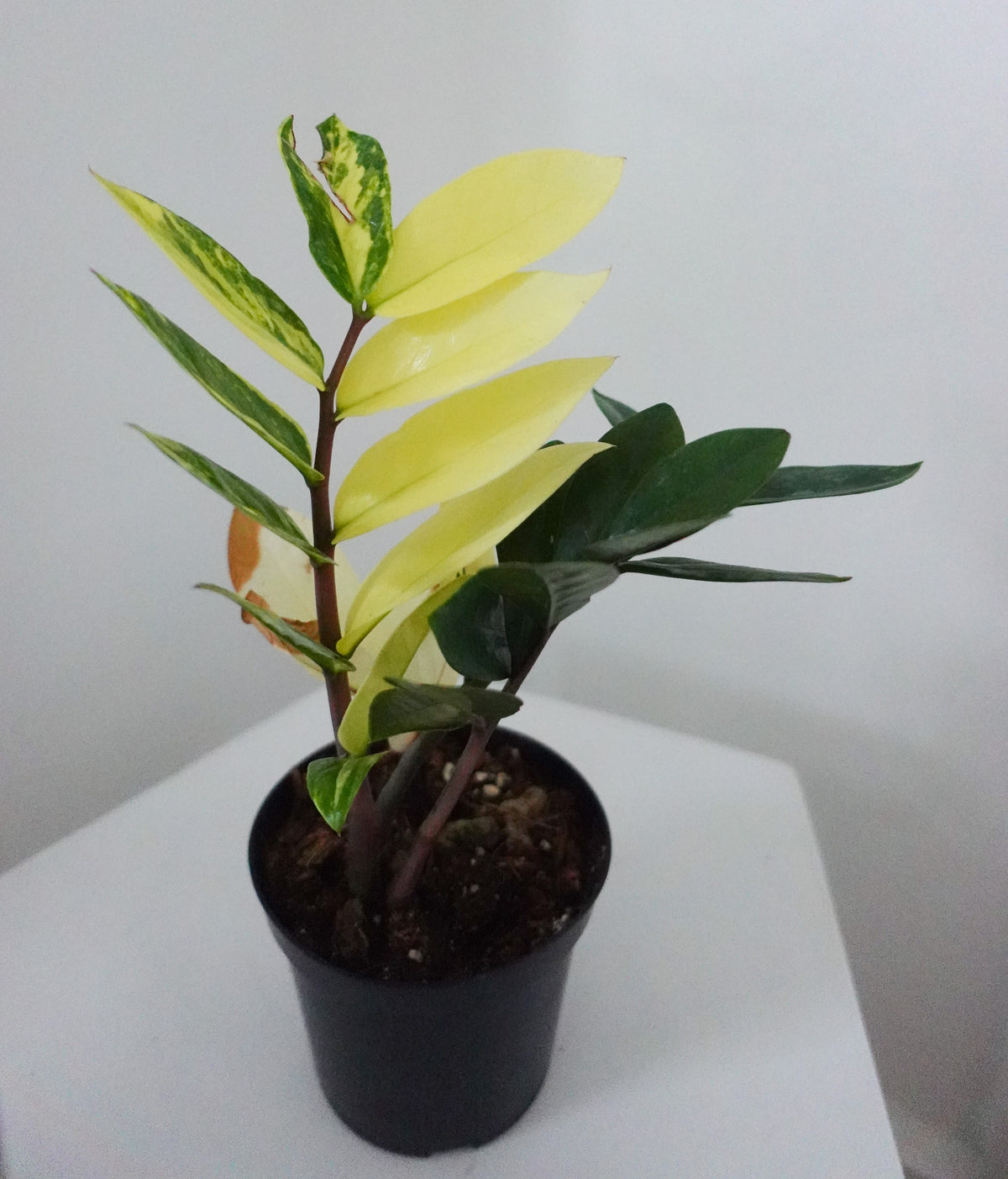 5” ZZ Variegata