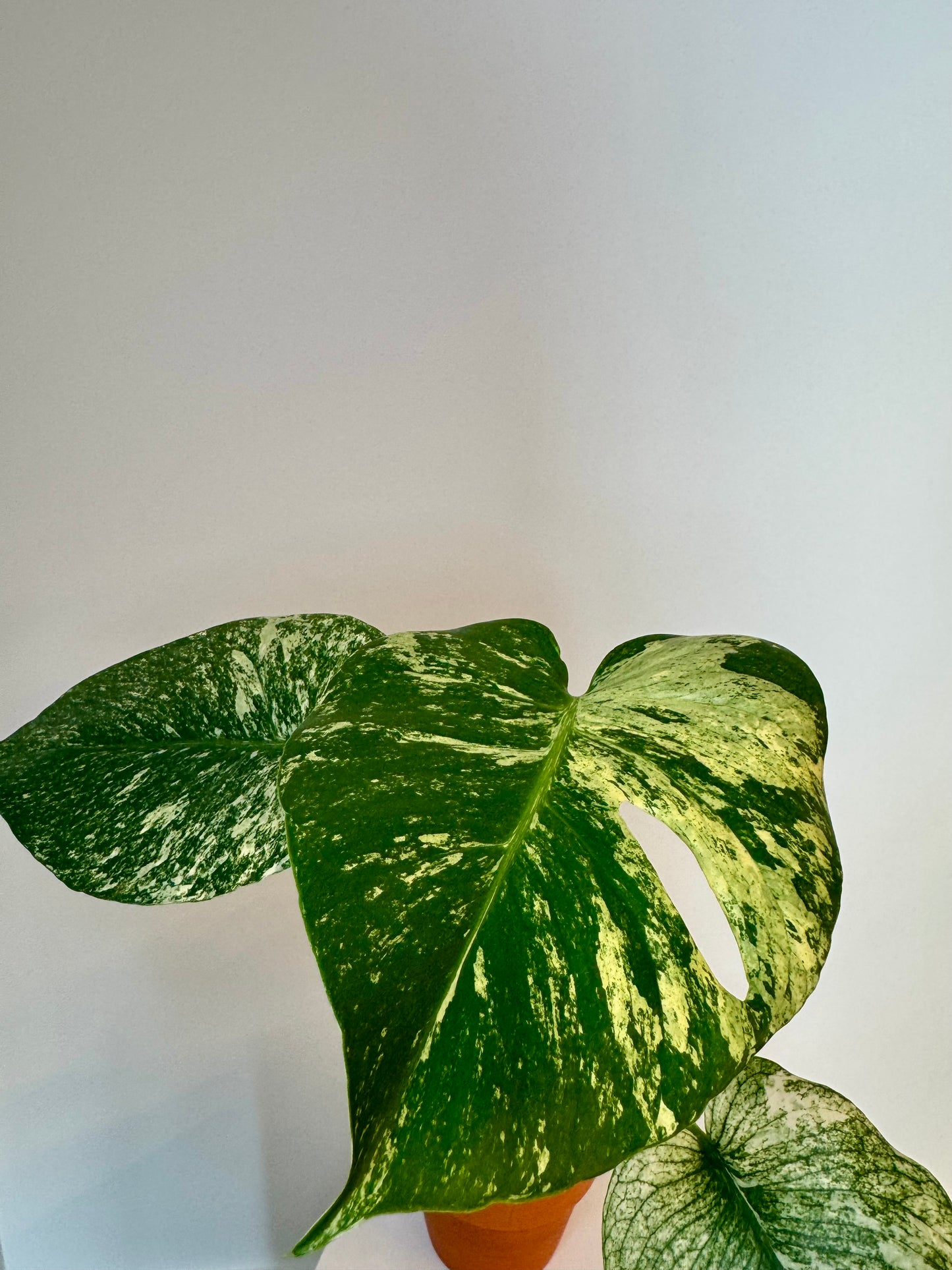 Monstera White Monster