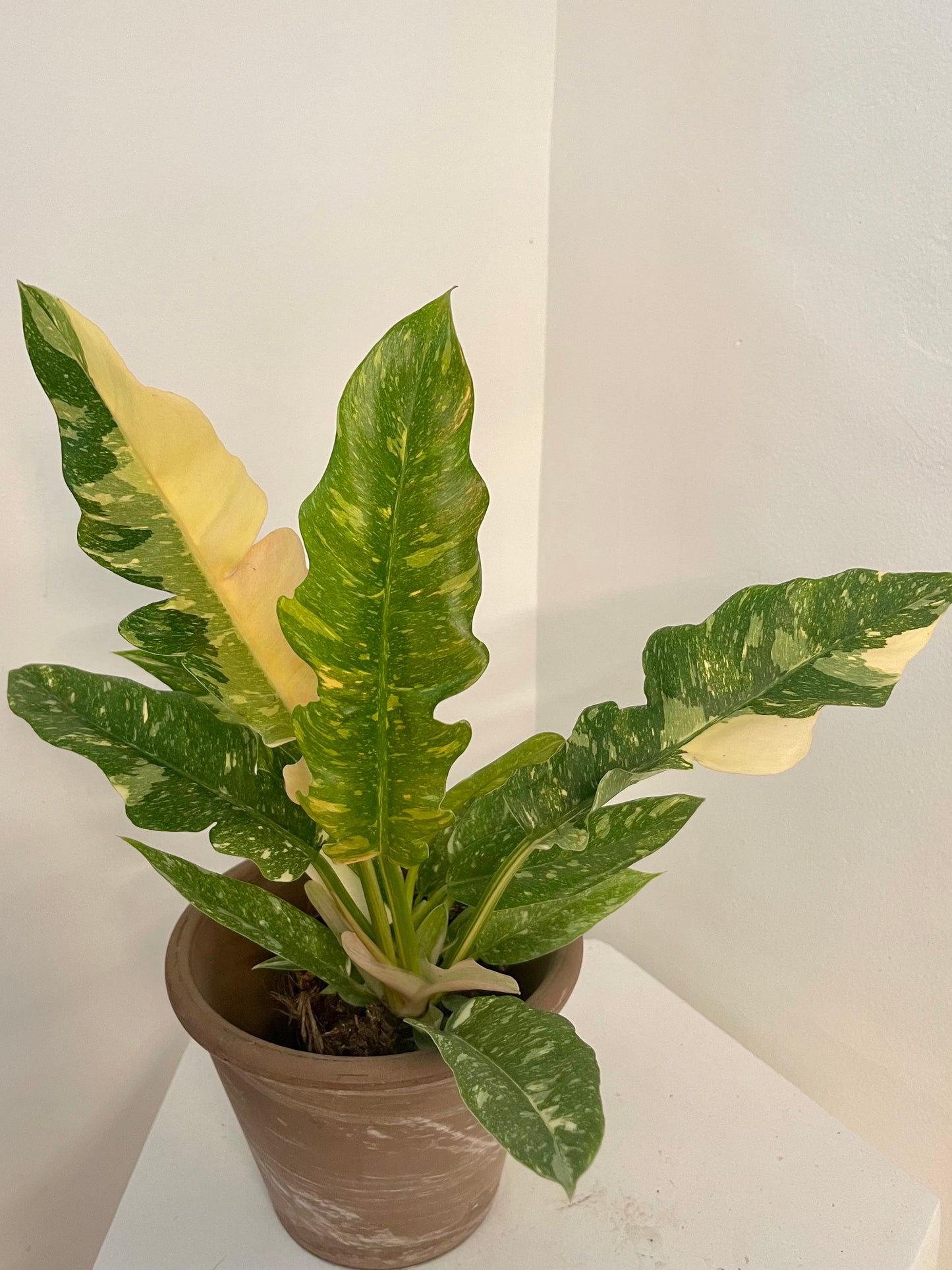 4.5” Philodendron Ring of Fire