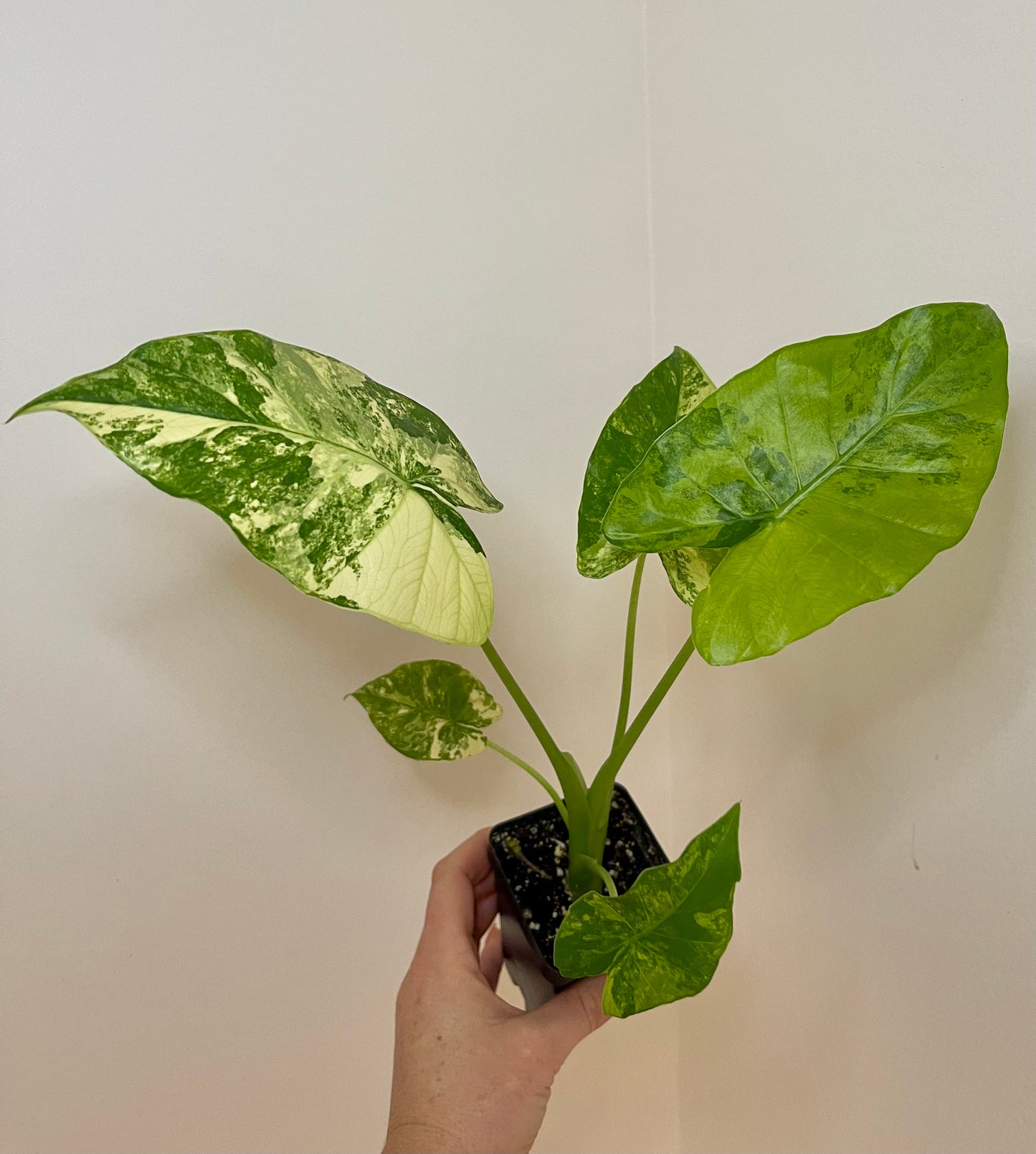 4” Alocasia Gageana Aurea Variegated