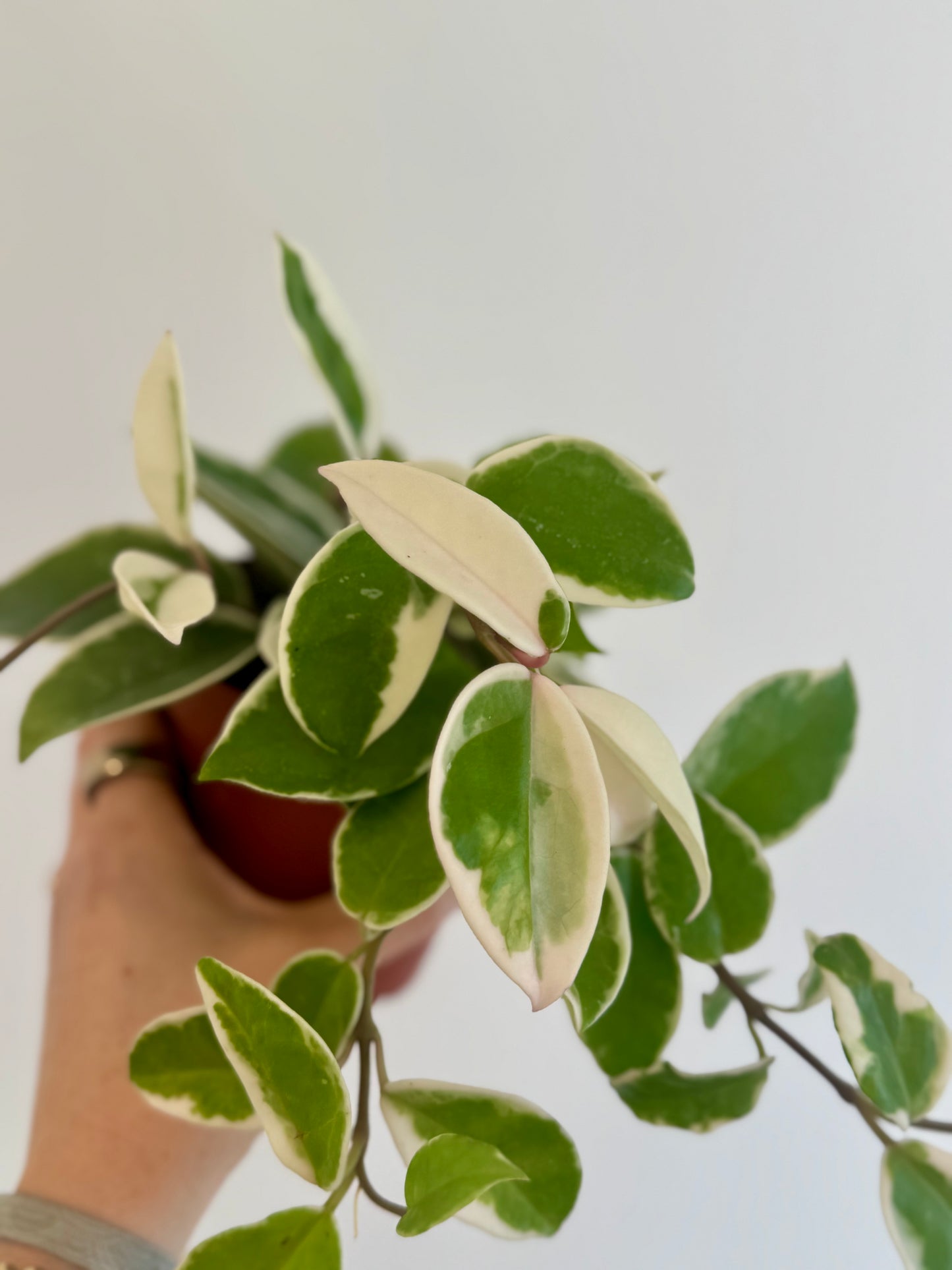 4" Hoya Krimson Queen