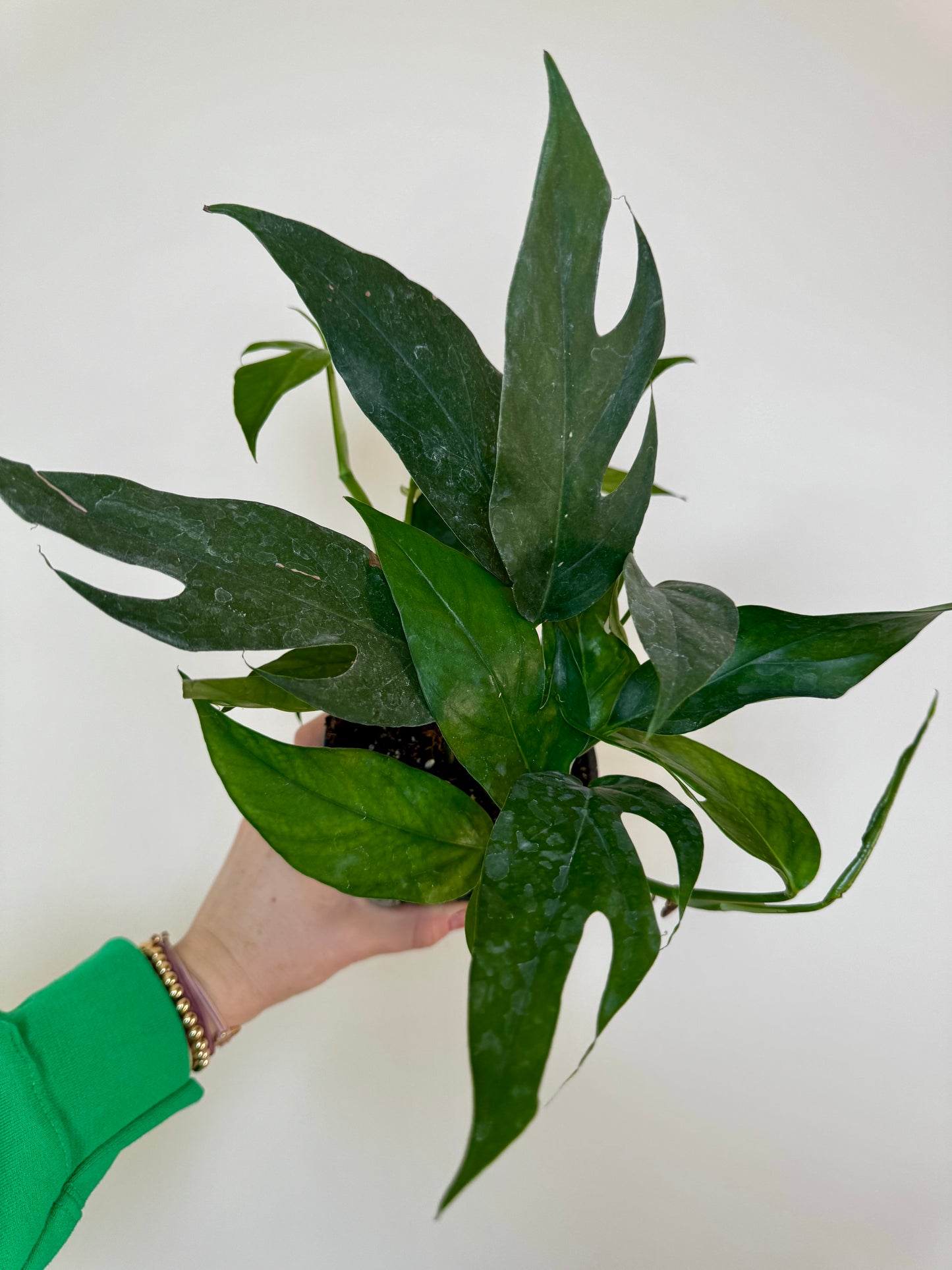 4.5" Pothos Baltic Blue