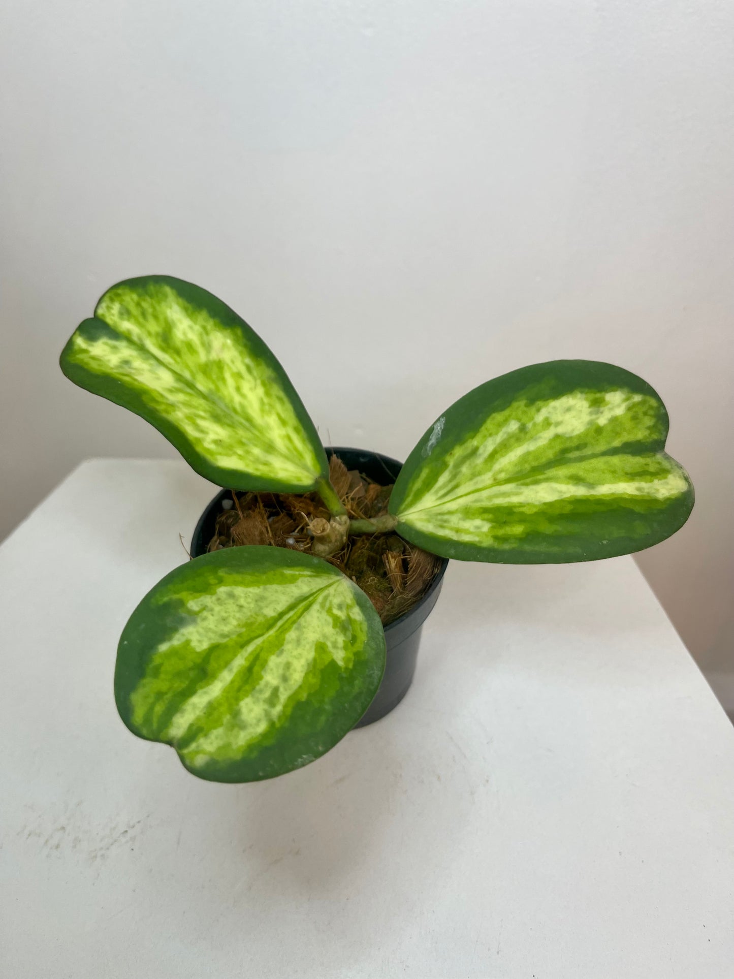 3" Hoya Kerrii 'Picta Spot' (Inner Variegation)