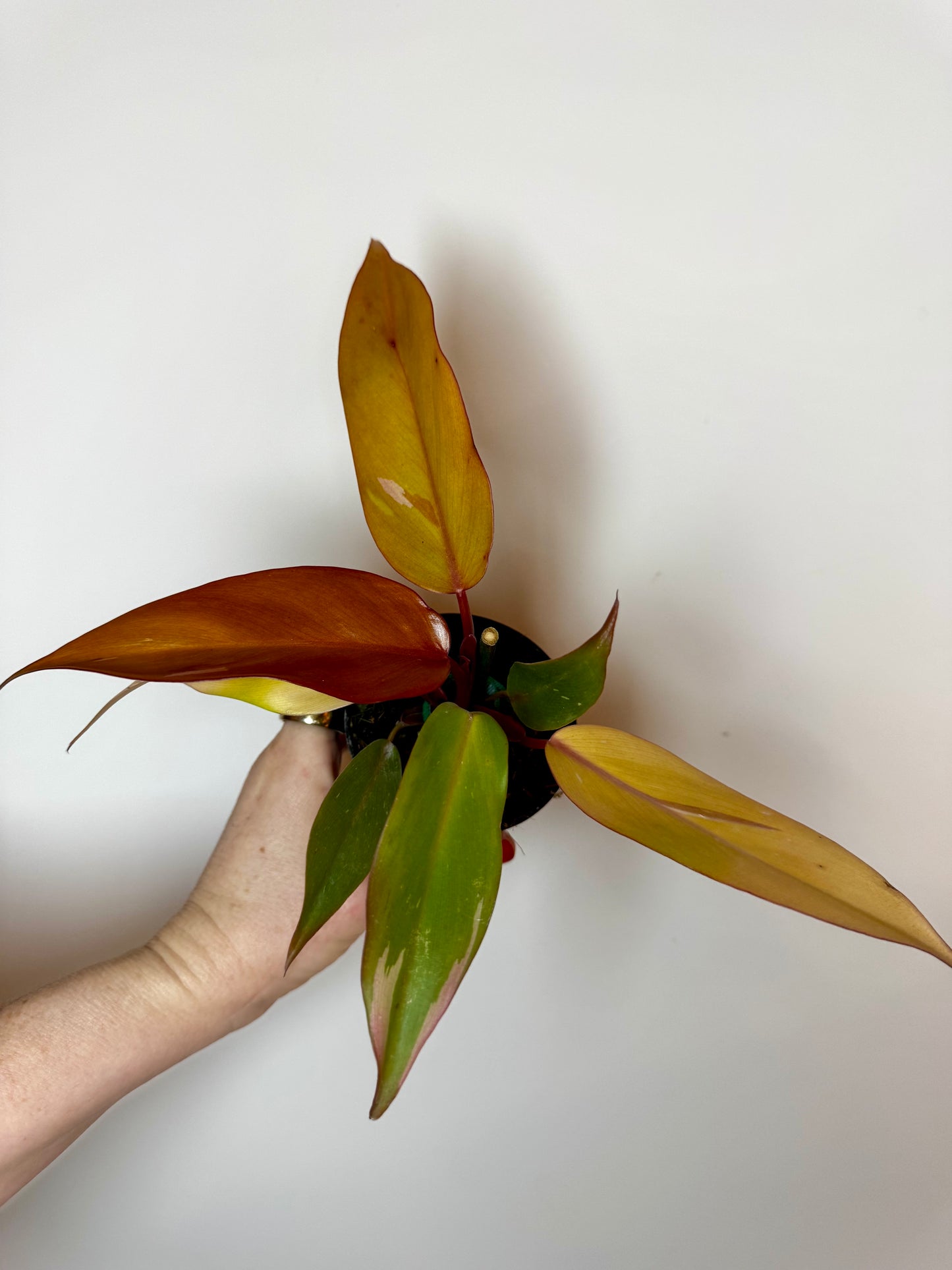 4" Philodendron Persimmon Princess