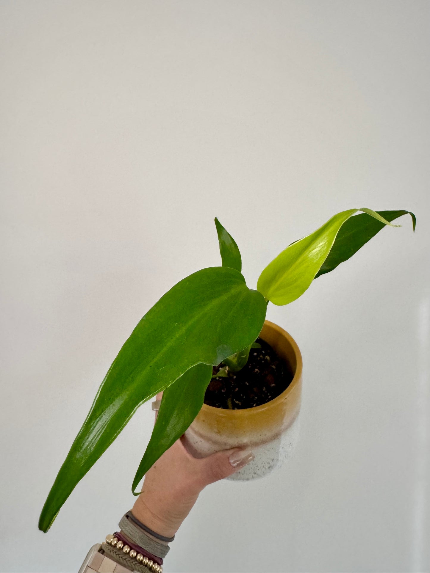 4" Monstera Burle Marx Flame