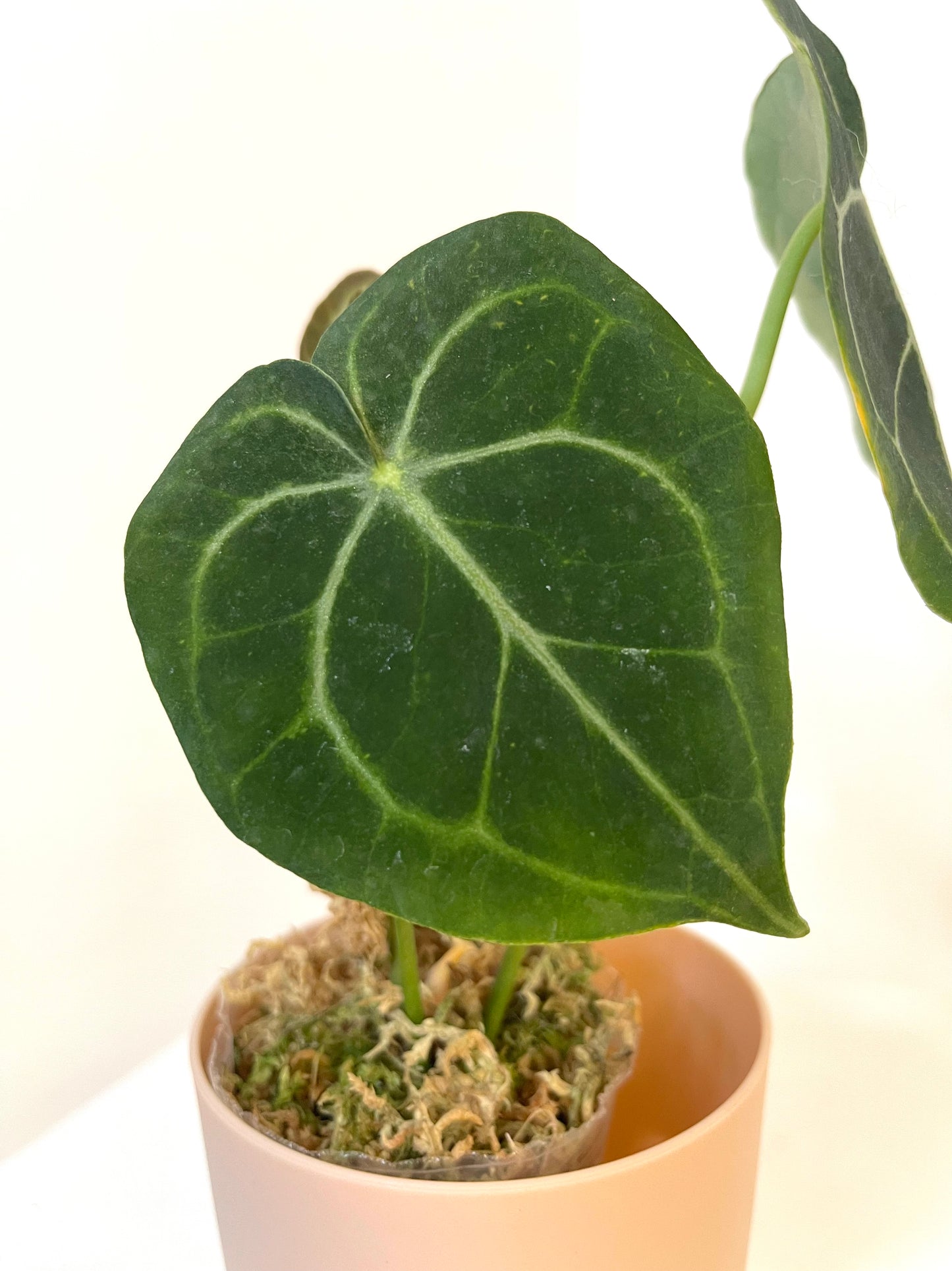 4" Anthurium Clarinervium
