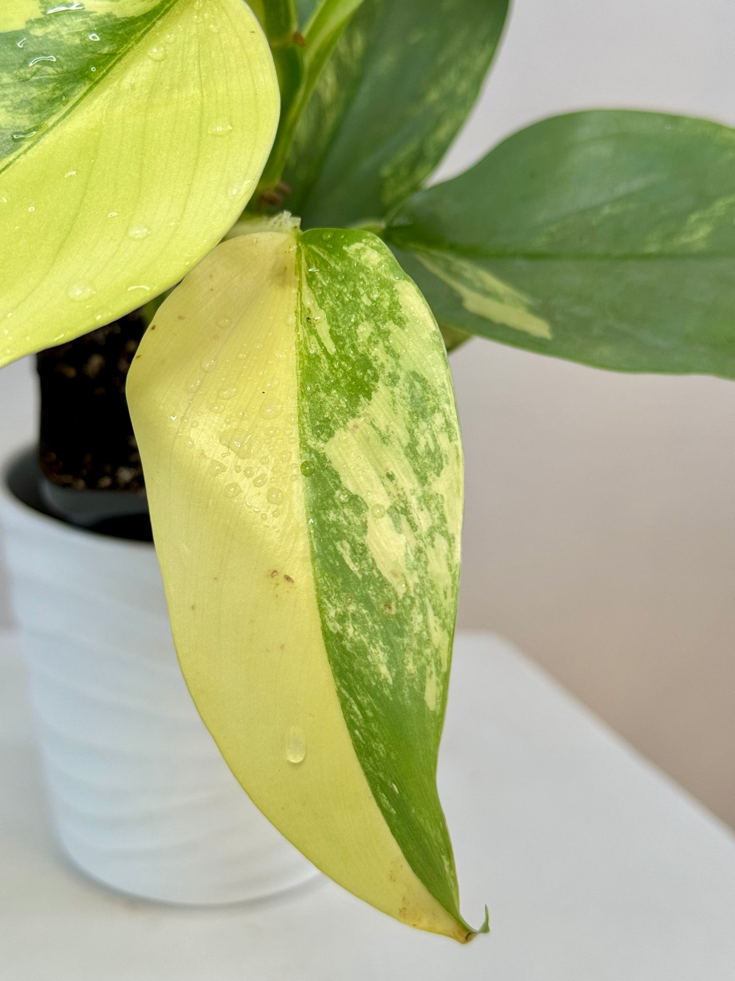 3” Philodendron Silver Sword Variegated