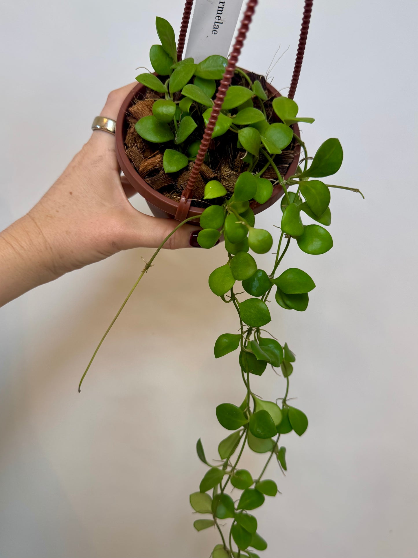4” Hoya Carmelae