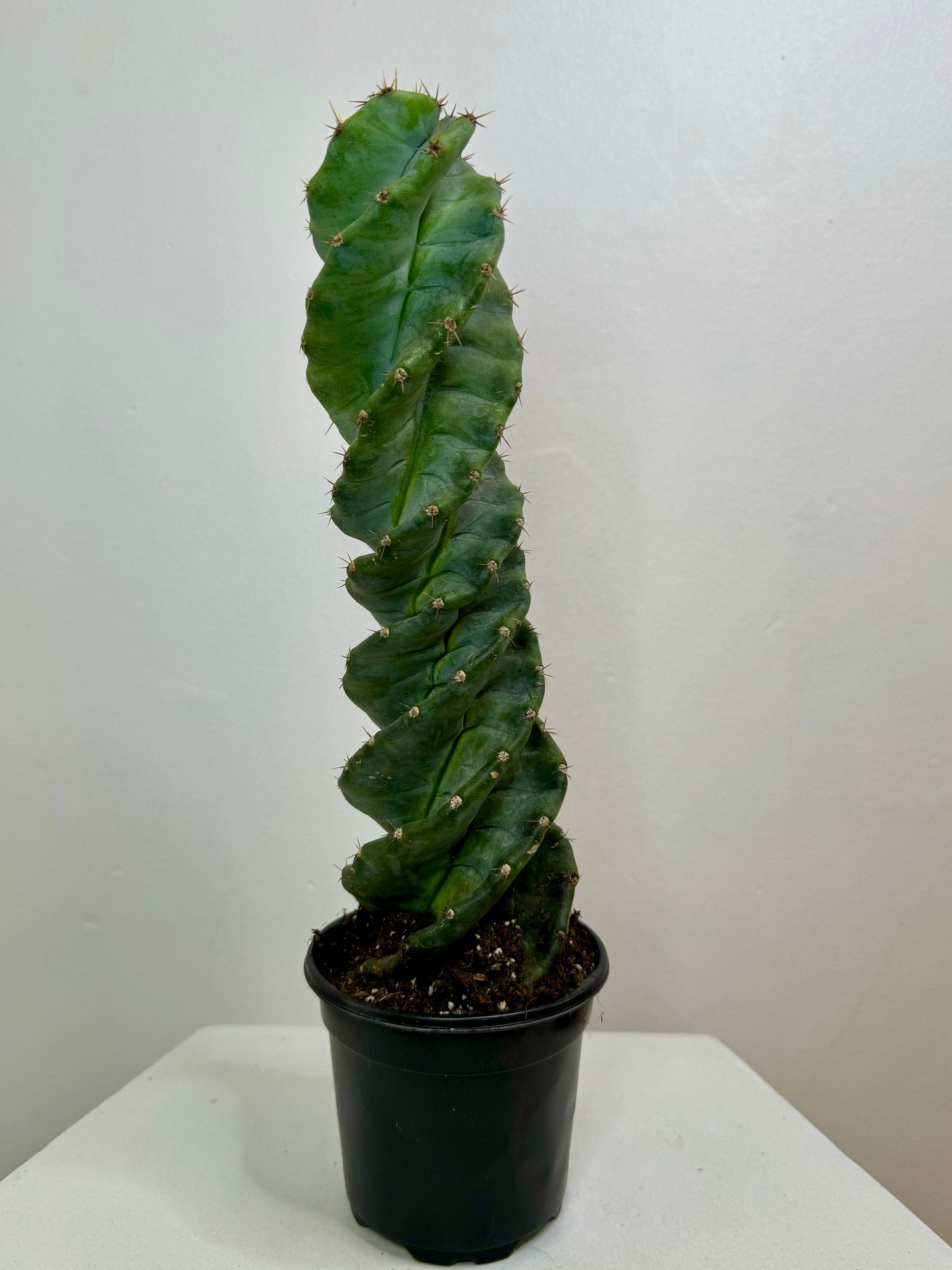 4” Spiral Cactus