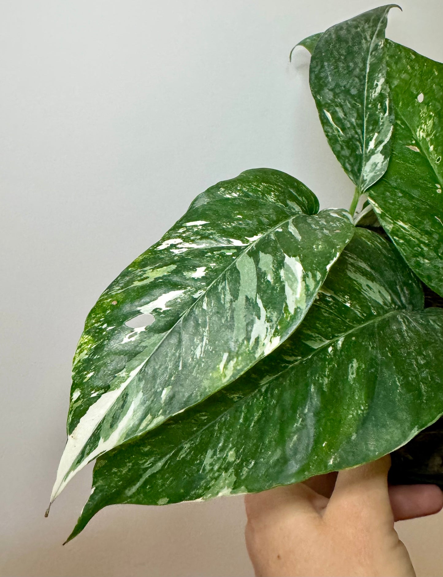 6" Epipremnum Pinnatum Albo-Variegated