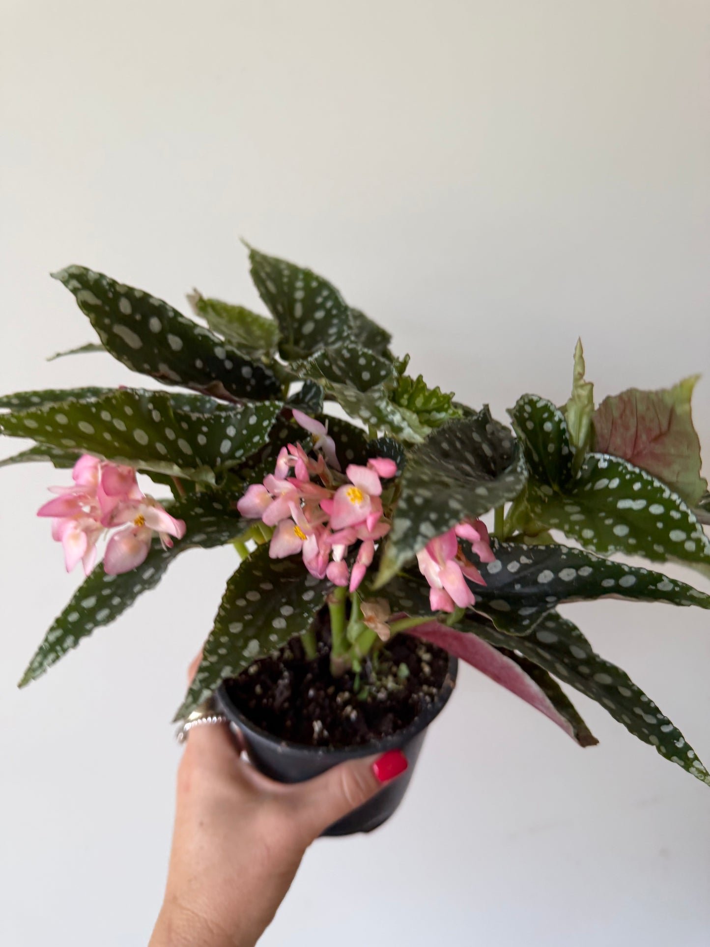 4.5” Begonia Spotlight Green