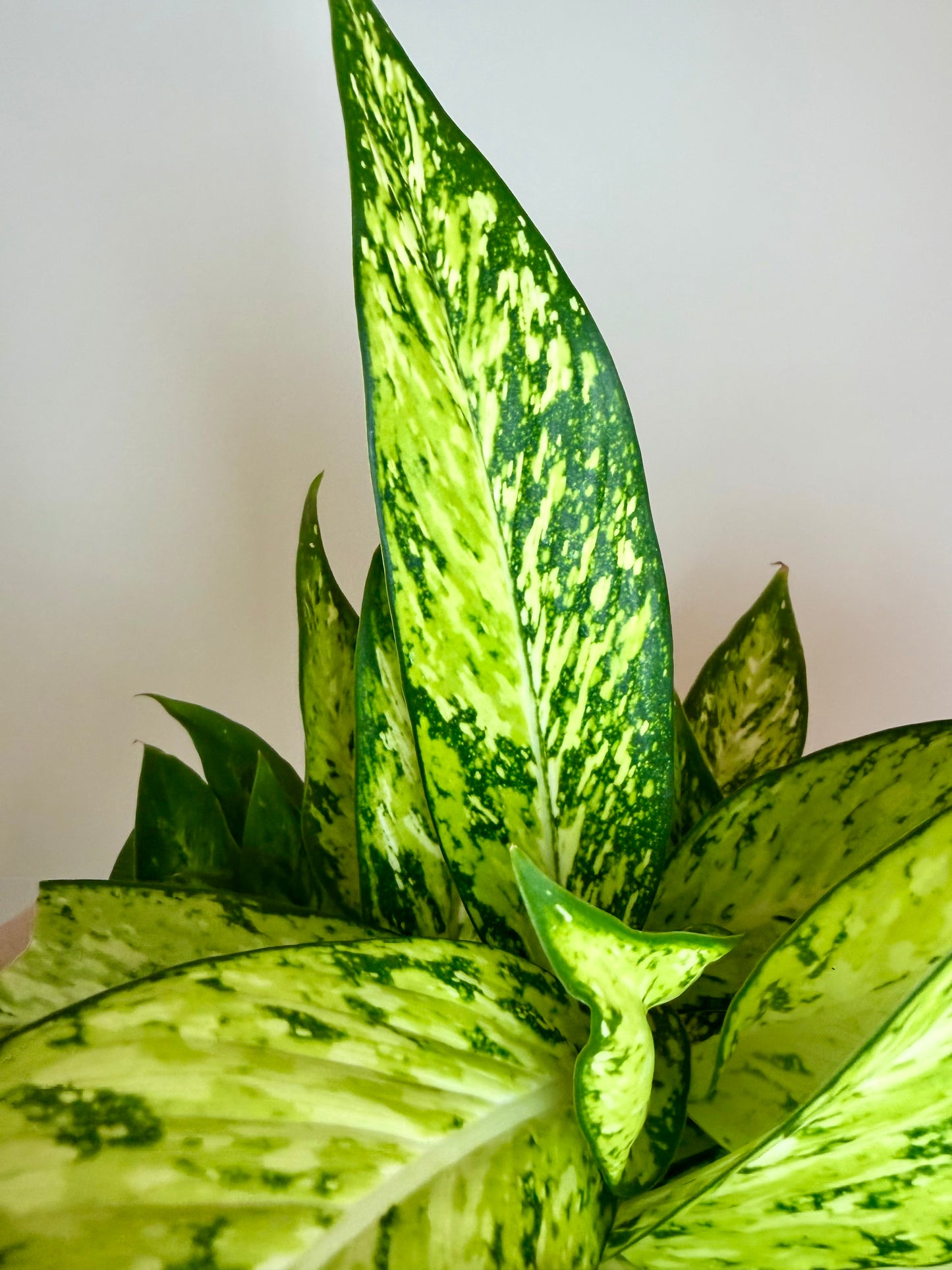 6" Dieffenbachia Starbright