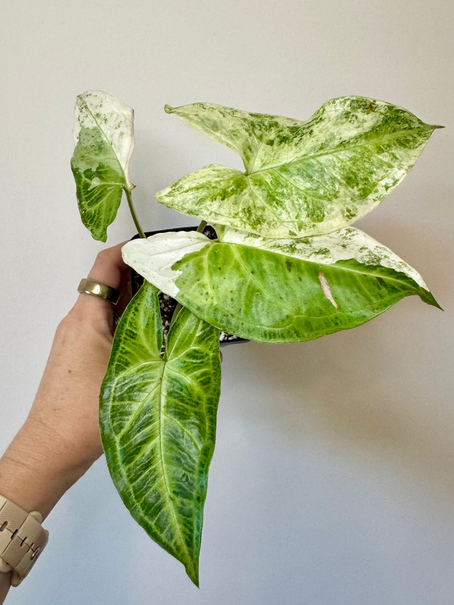 2.5" Syngonium Batik Albo