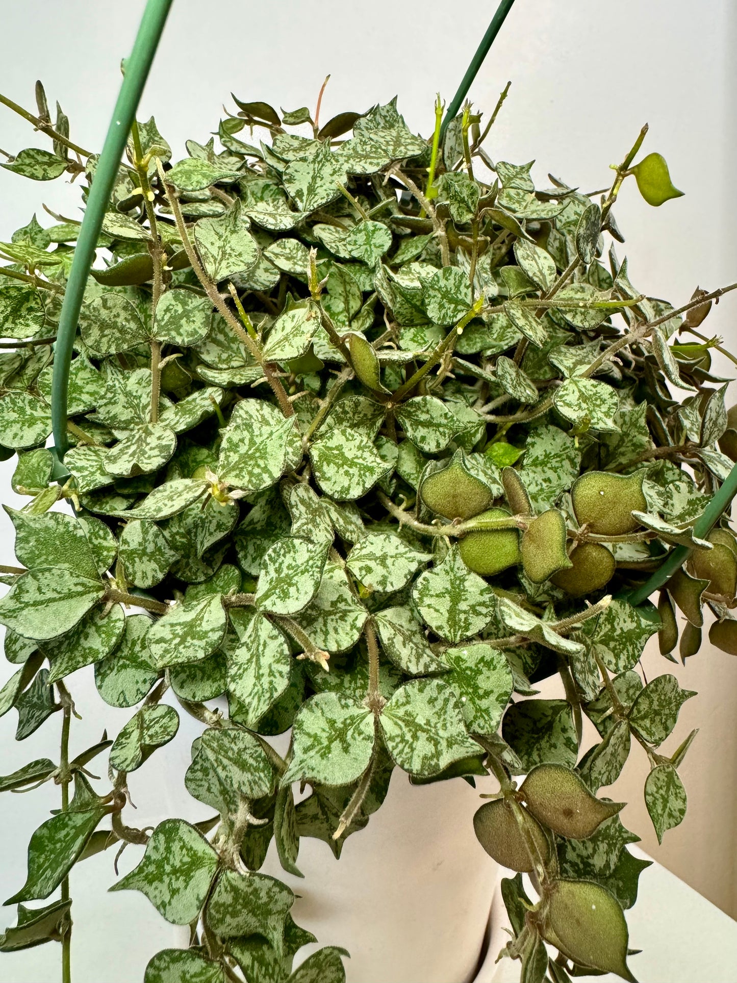 6" Hoya Curtisii