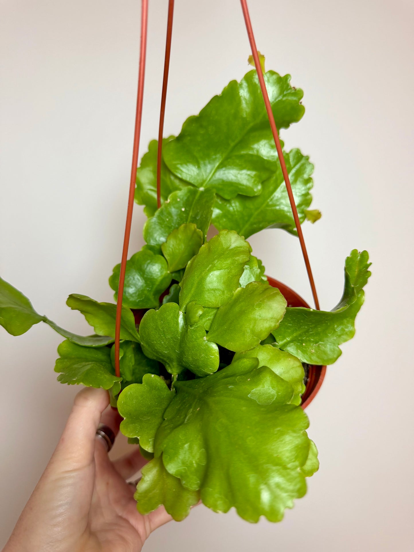6” Rhipsalis Oblonga