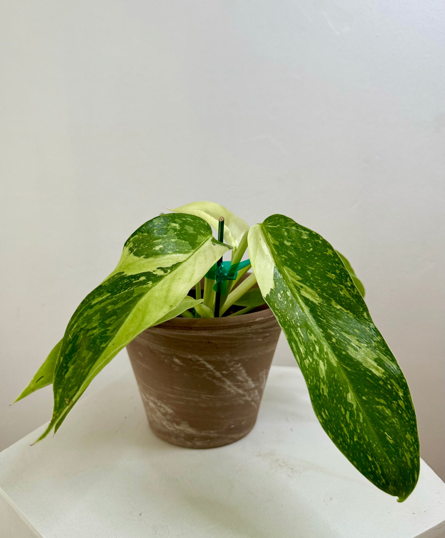 4” Philodendron Jose Buono