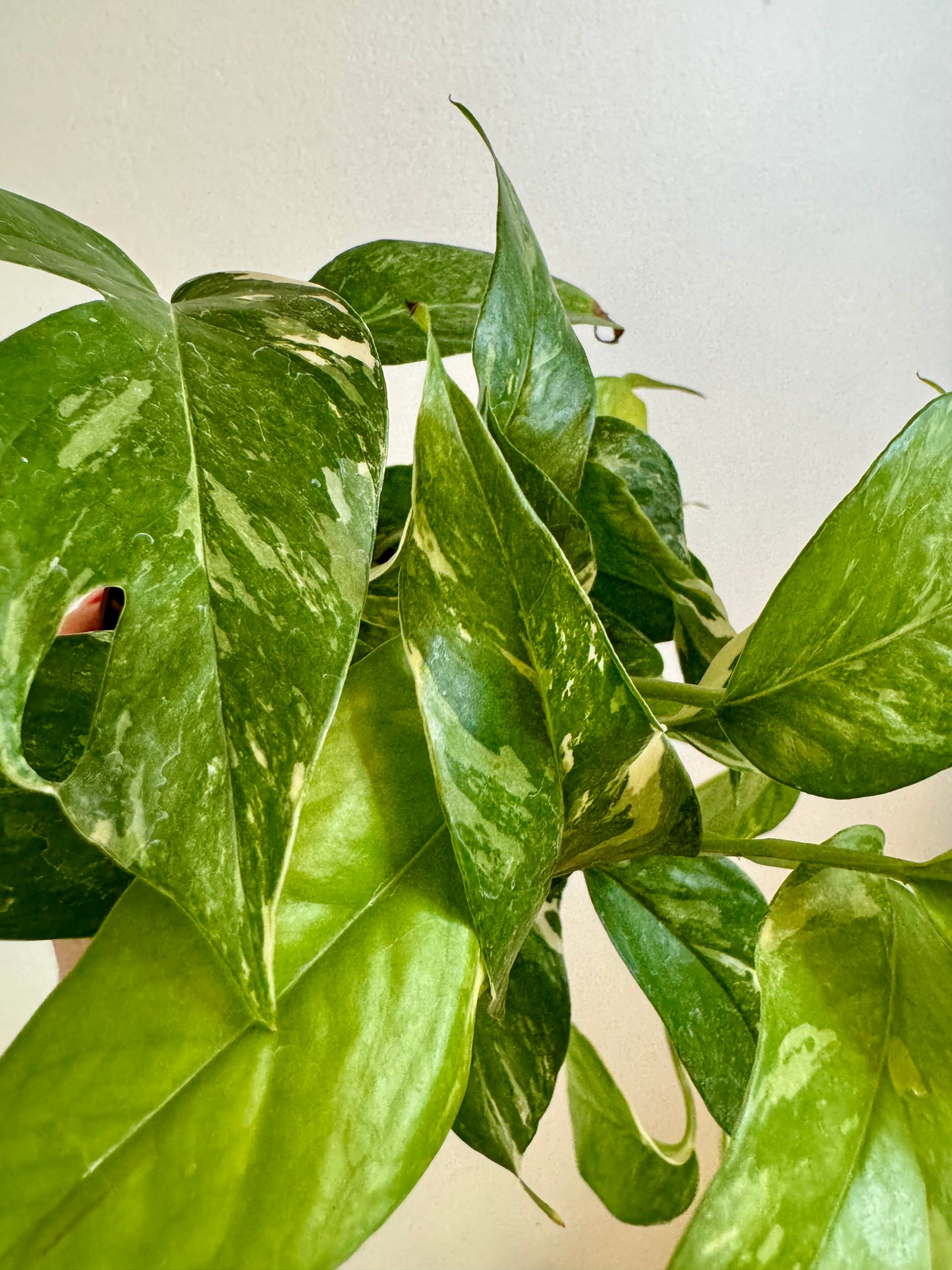 6" Epipremnum Pinnatum Albo-Variegated
