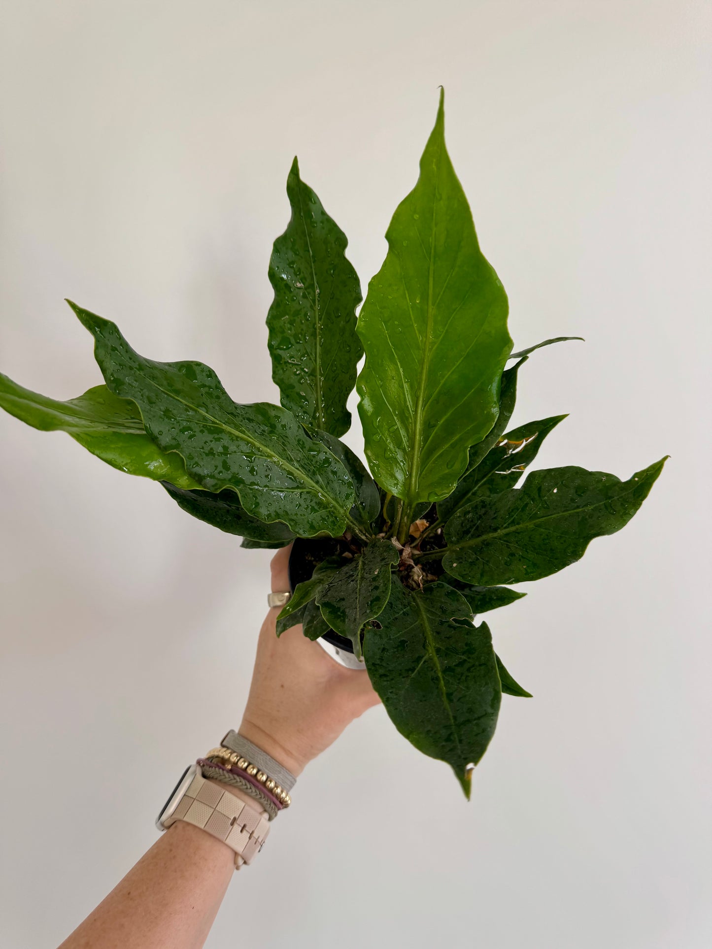 4.5" Anthurium Plowmanii