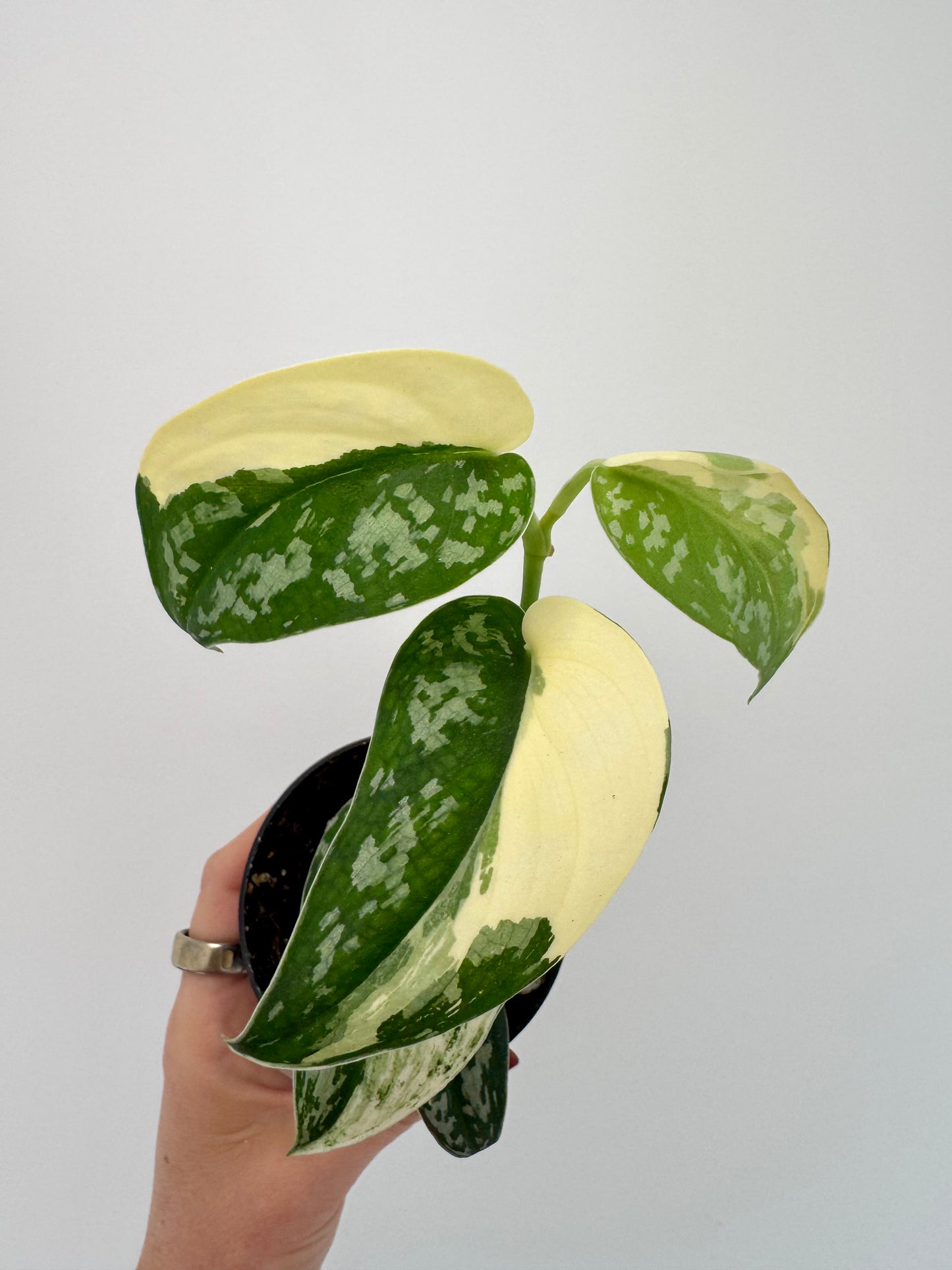 3” Scindapsus Mariposa