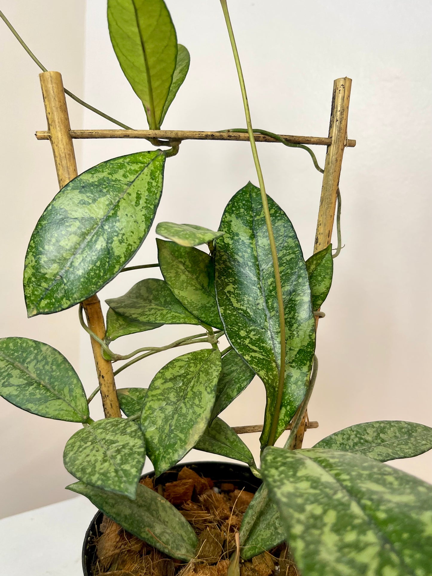 4" Hoya Crassipetiolata Super Splash with trellis
