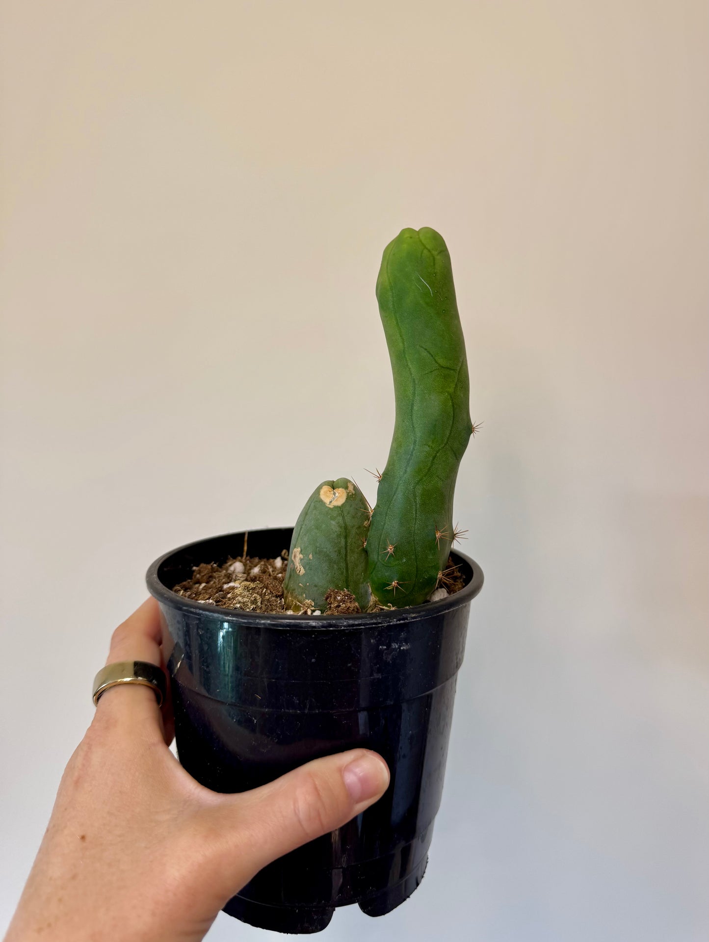 5" Trichocereus bridgesii monstrose ‘Inermis’ | 'PEN15 Cactus'