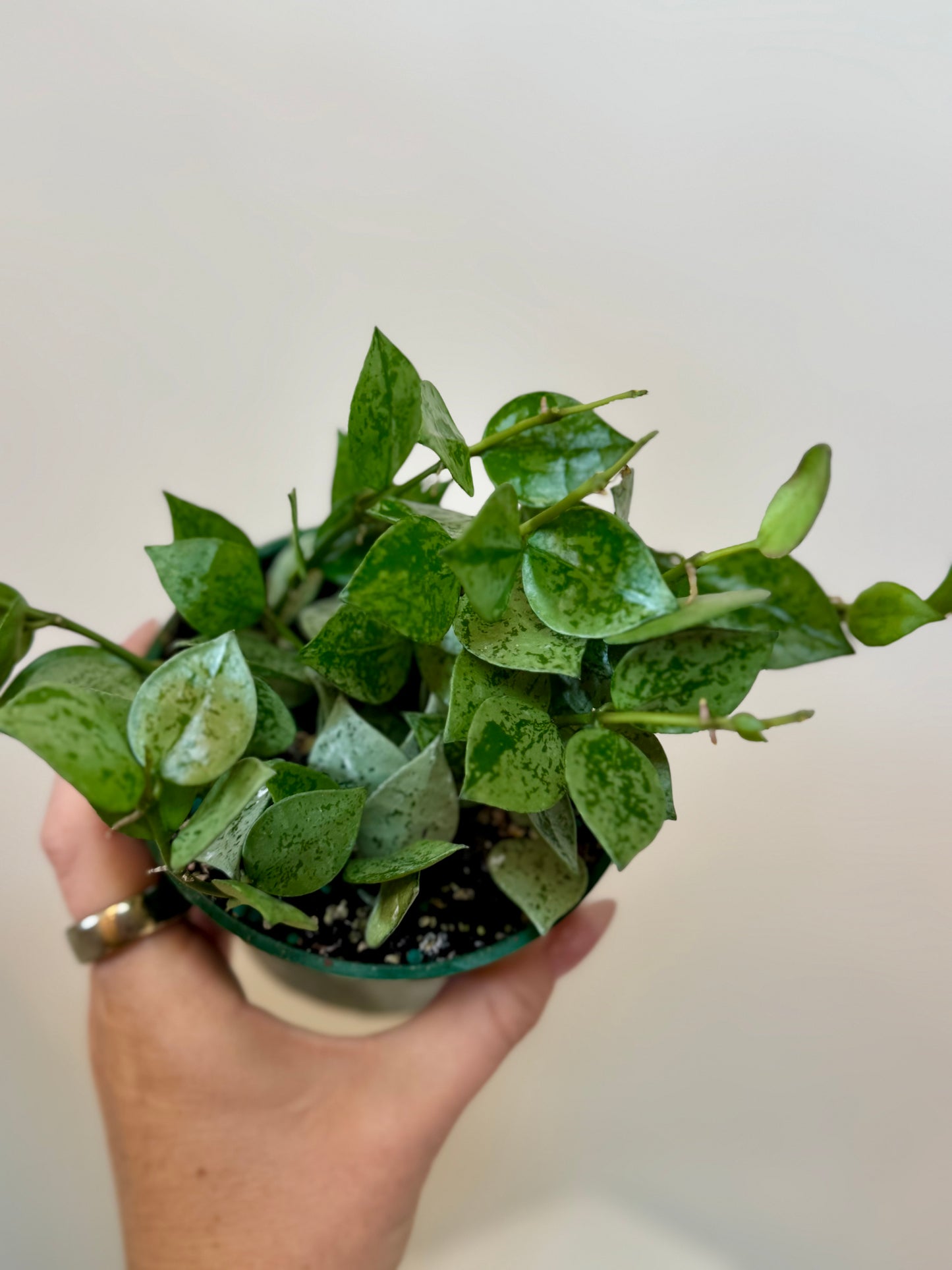 4" Hoya Krohniana Silver