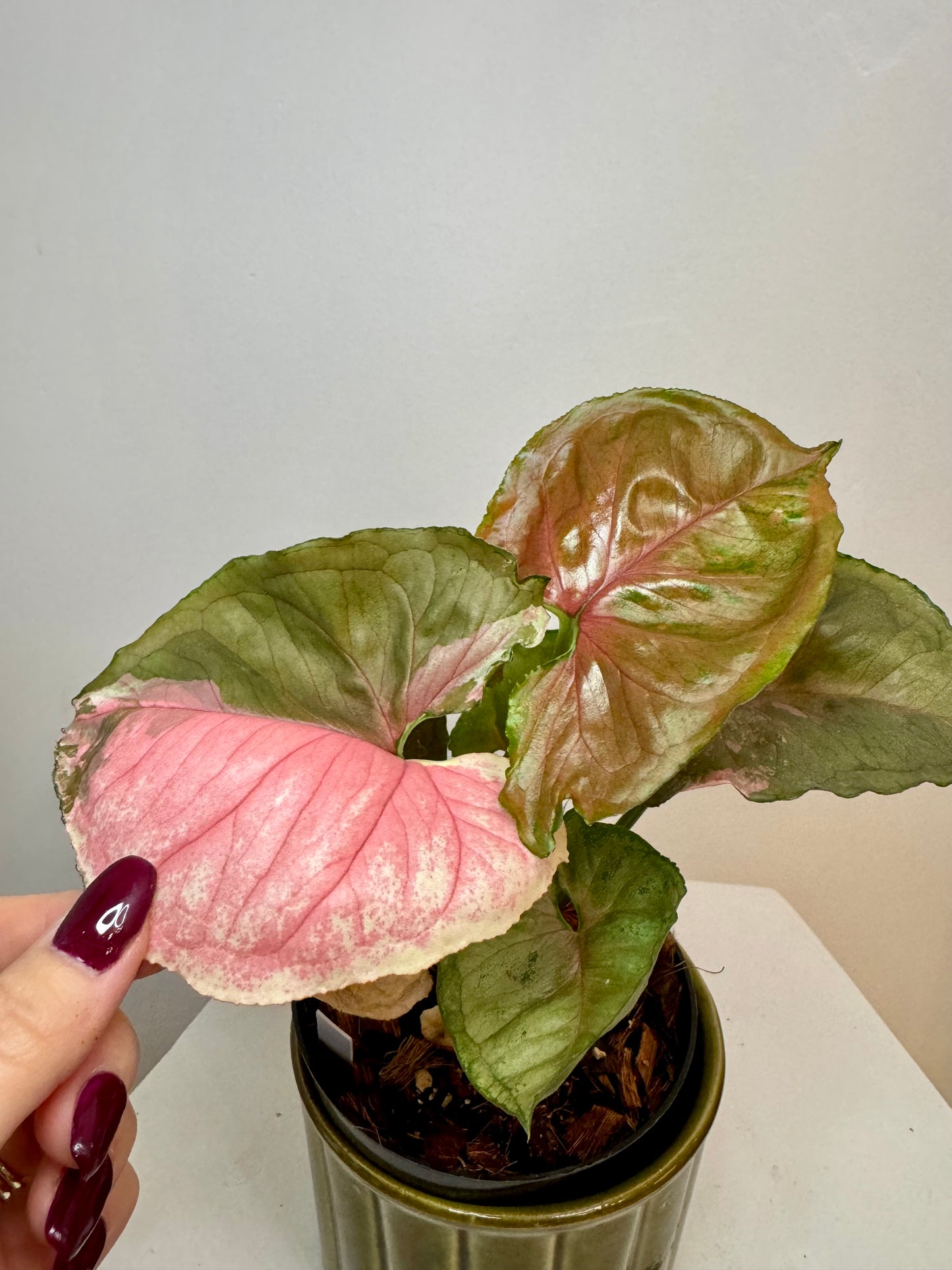 4" Syngonium Strawberry Ice Galaxy