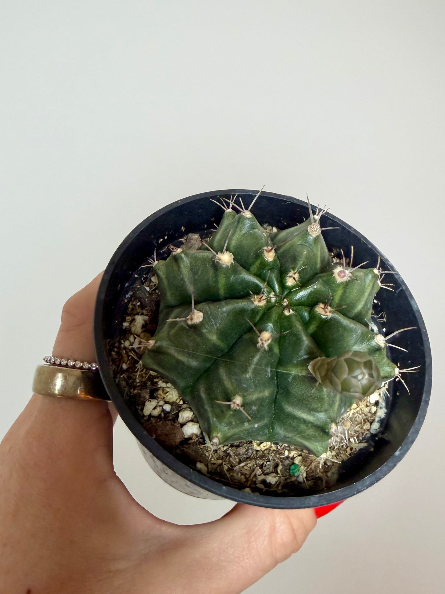 3" Gymnocalycium mihanovichii) 'Purple Moon Cactus'