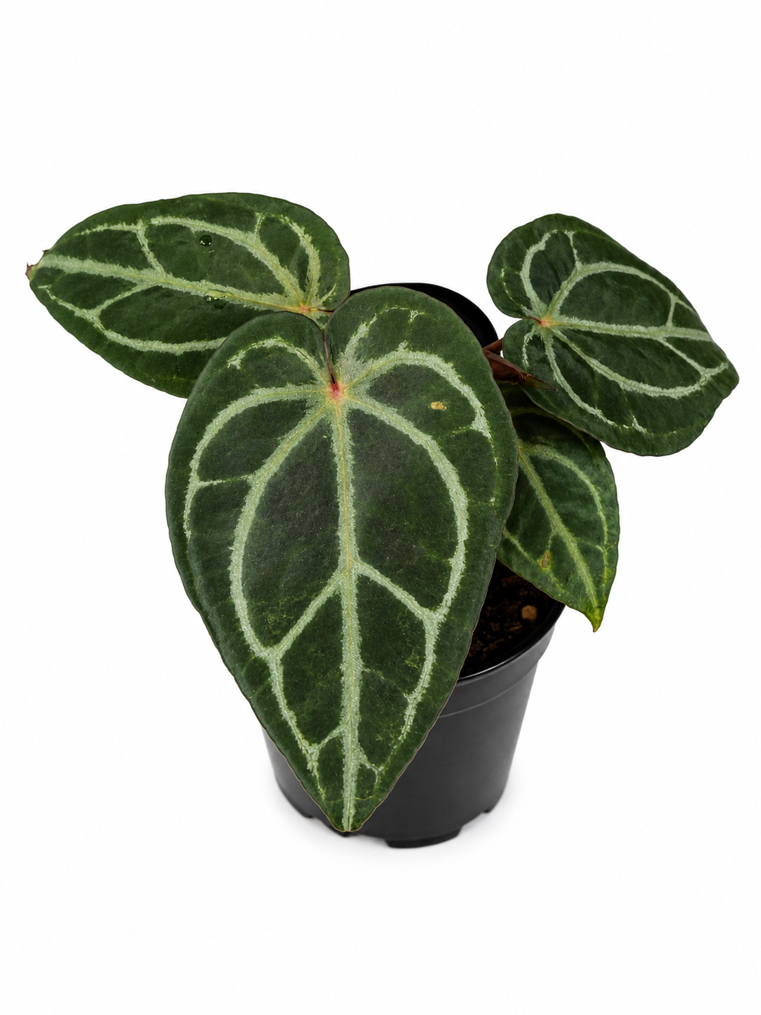 4" Anthurium 'Angela' x 'Black Widow'