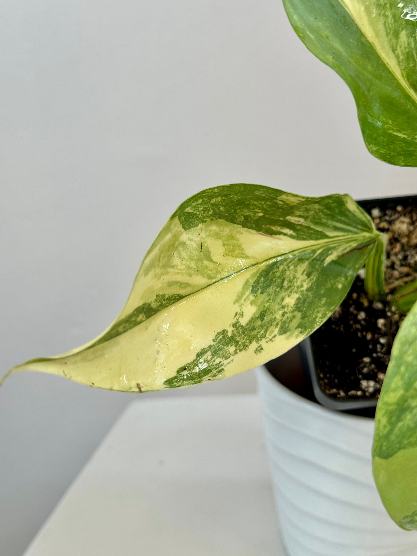 3” Philodendron Silver Sword Variegated