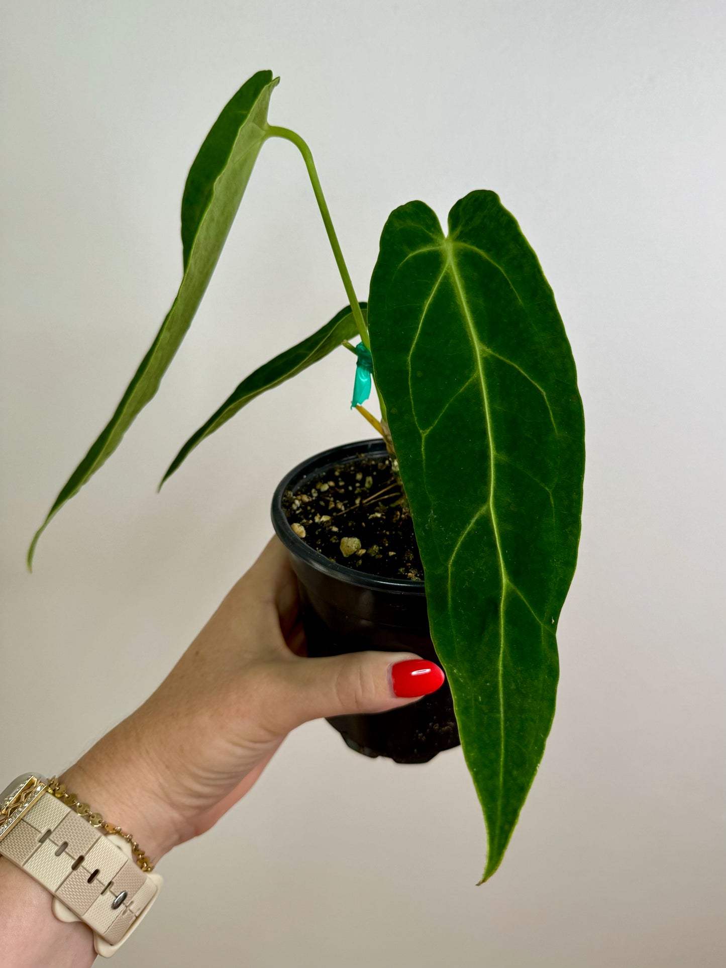4" Anthurium Warocqueanum 'Dark Queen Anthurium'