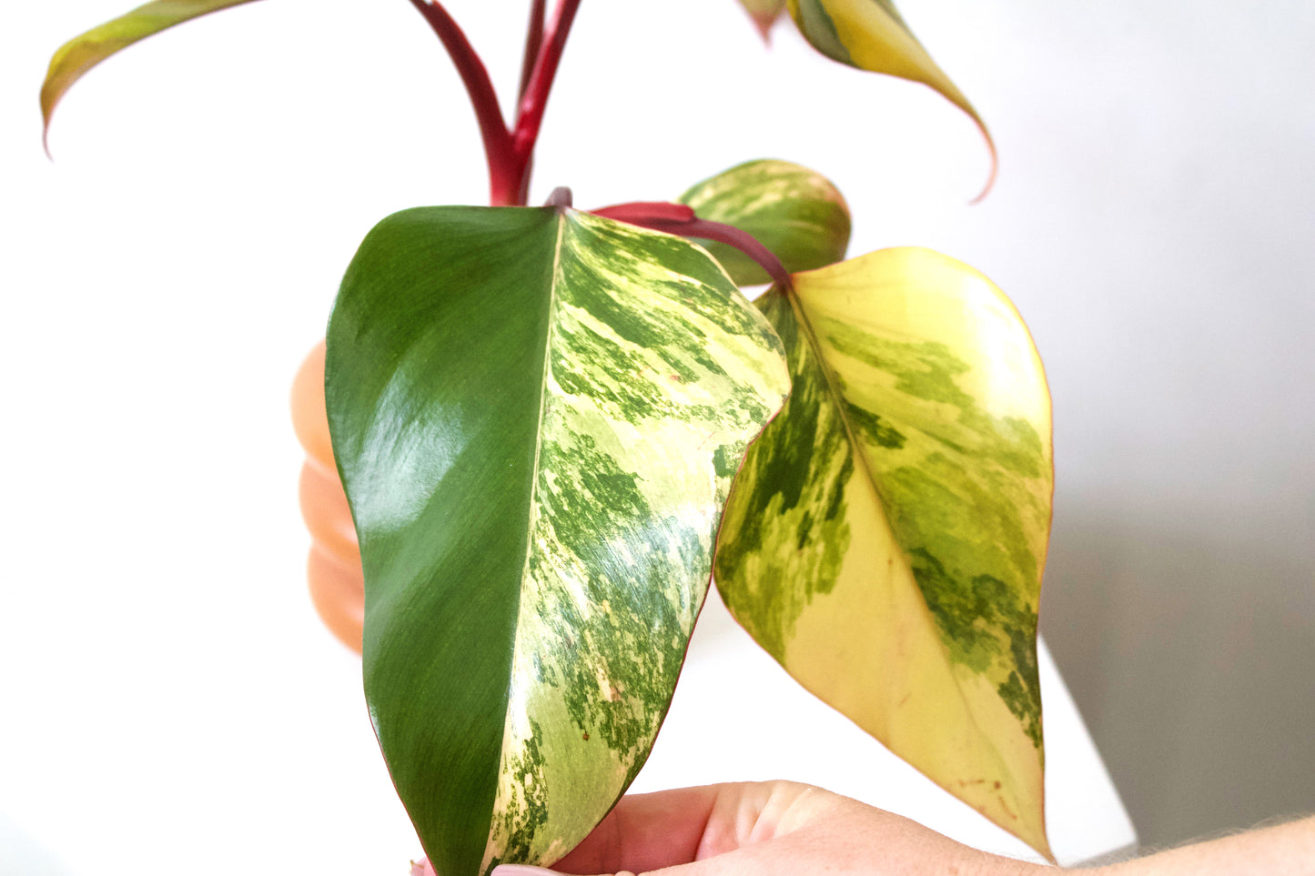 4" Philodendron Strawberry Shake